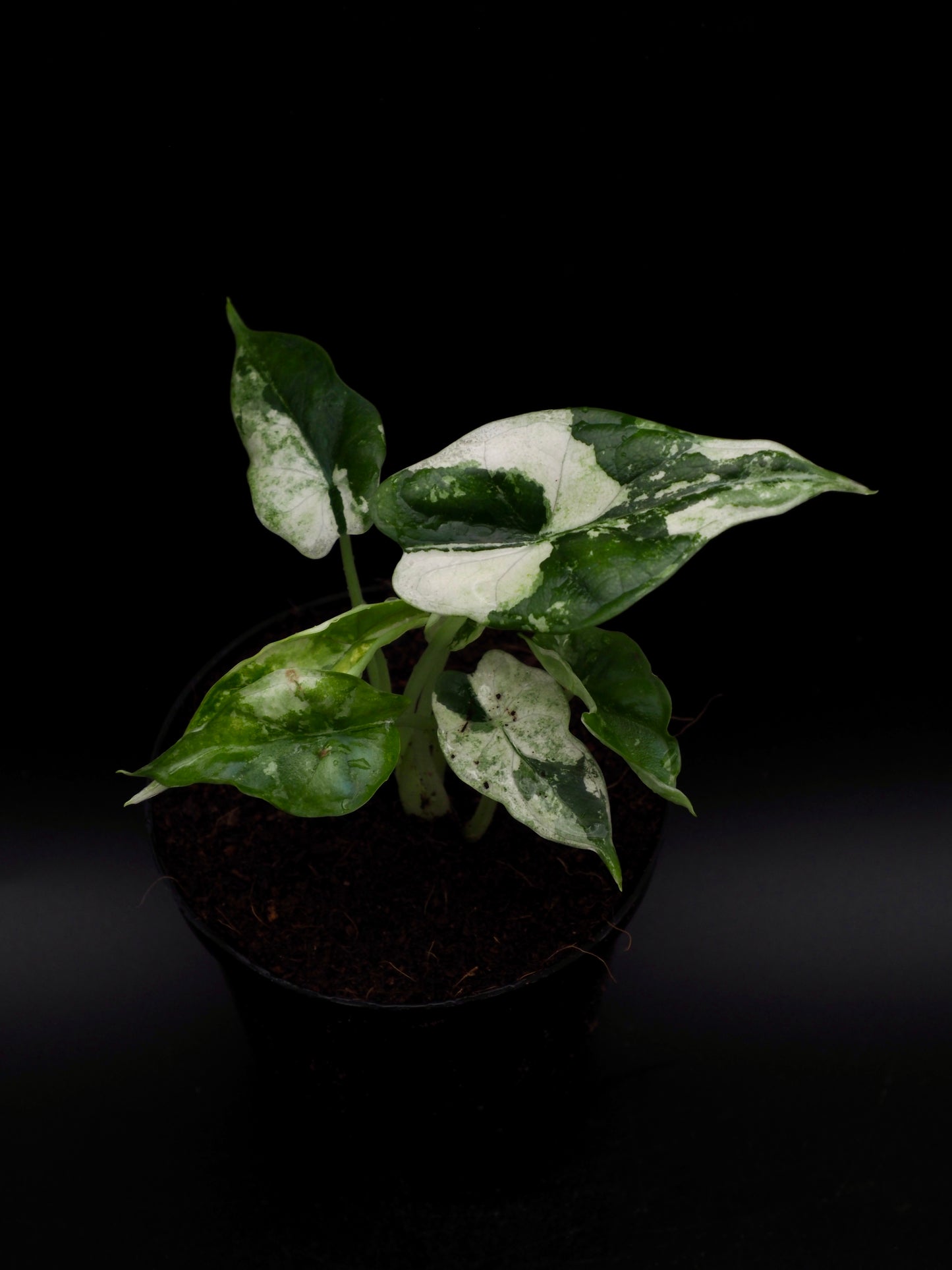 Alocasia Dragon Scale Albo Variegata
