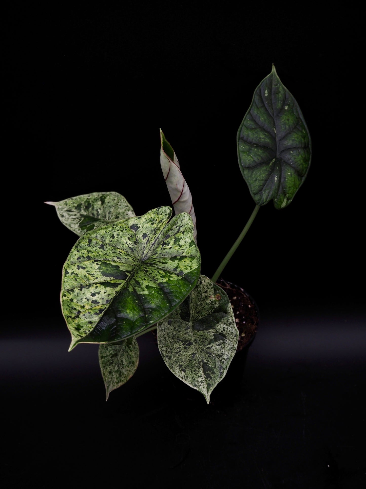 Alocasia Dragon Scale Menthe Variegata