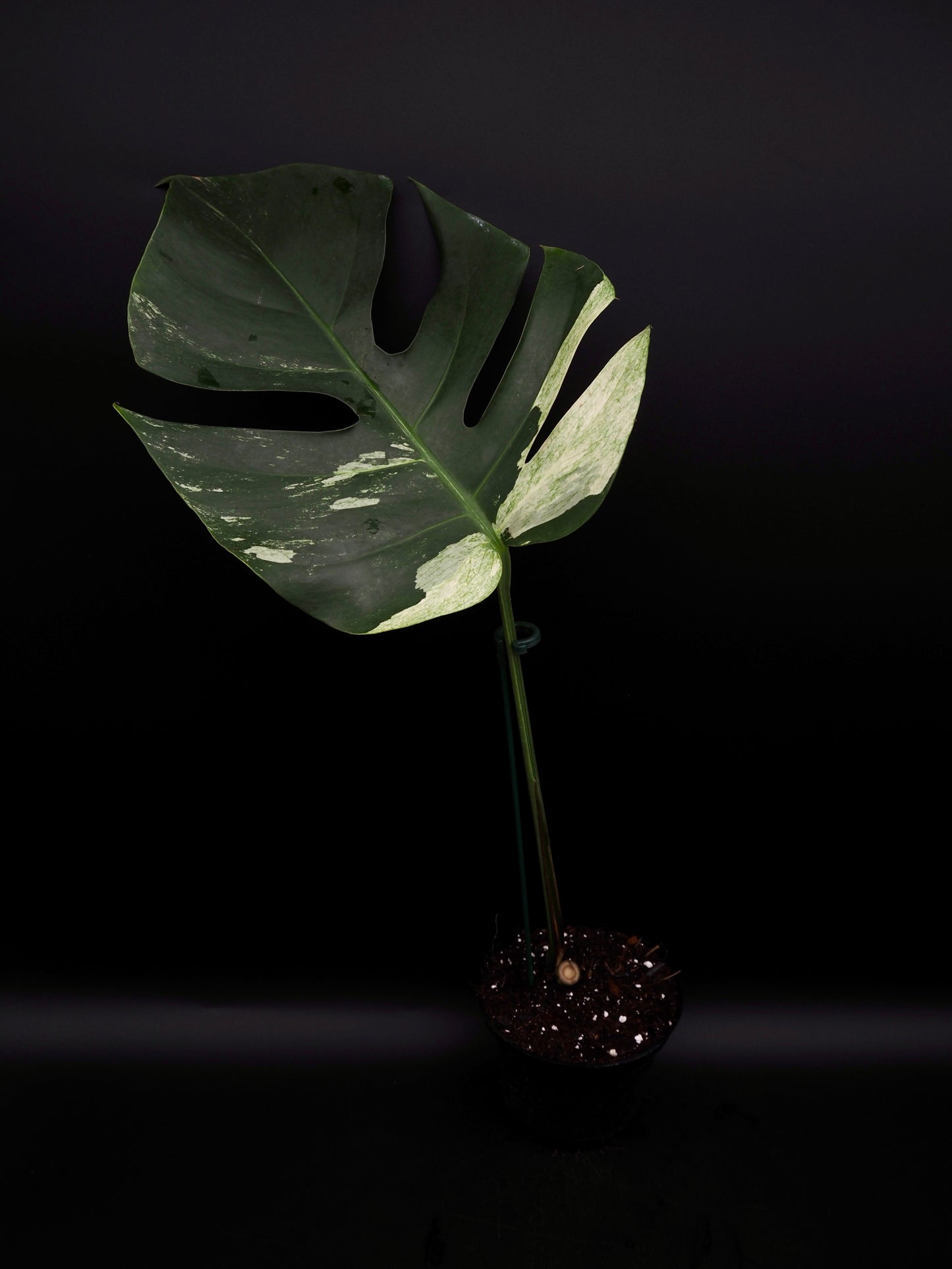 Monstera Deliciosa Jungle Mint