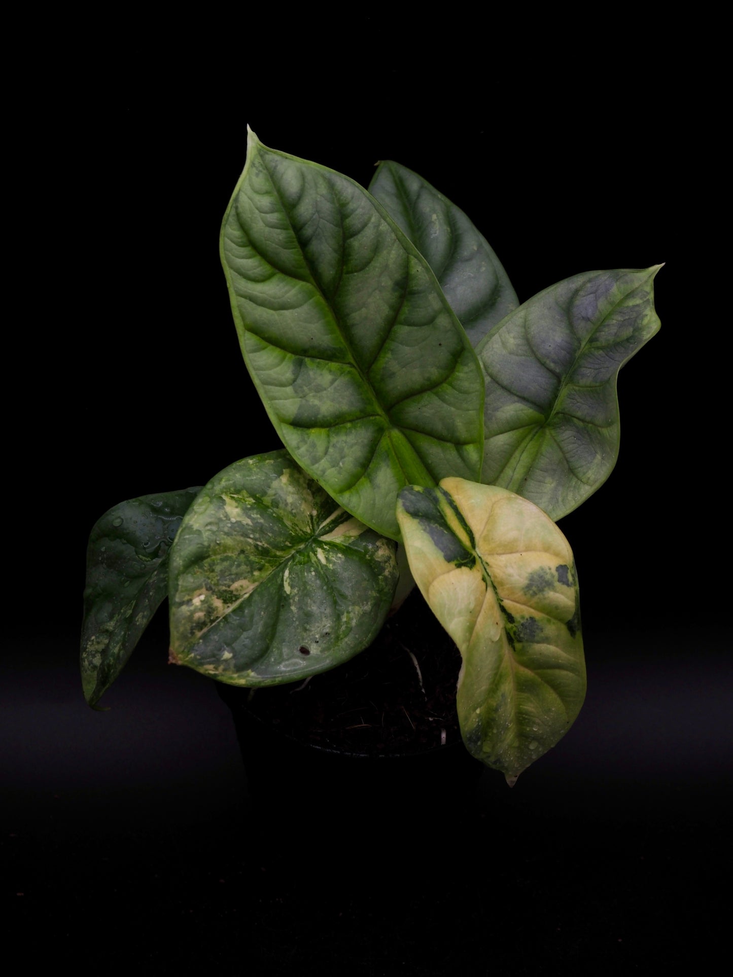 Alocasia Silver Dragon Aurea