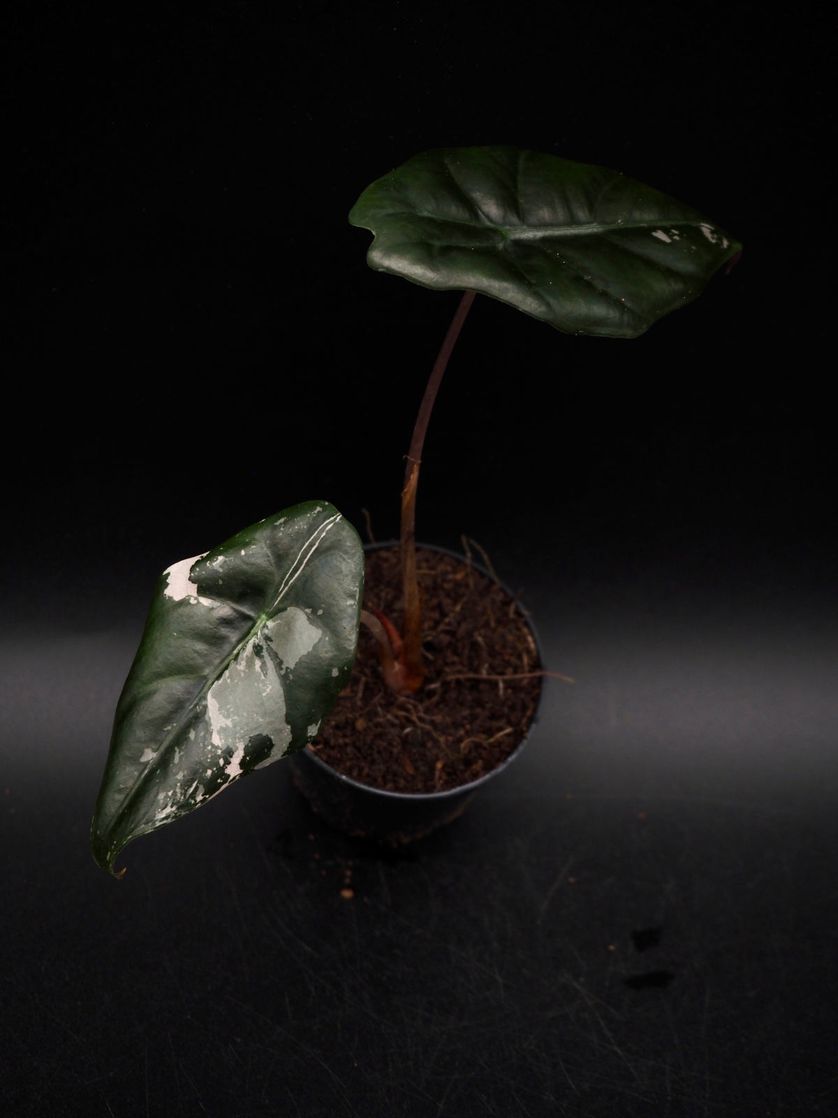 Alocasia Chantrieri Pink Variegata