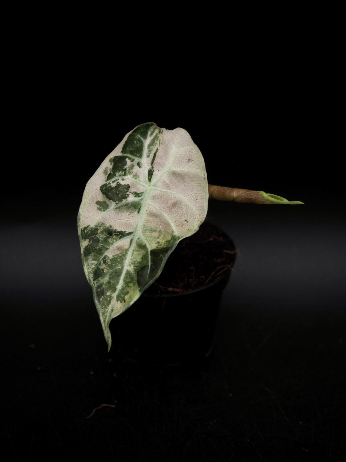 Alocasia Watsoniana Doff Albo/Pink