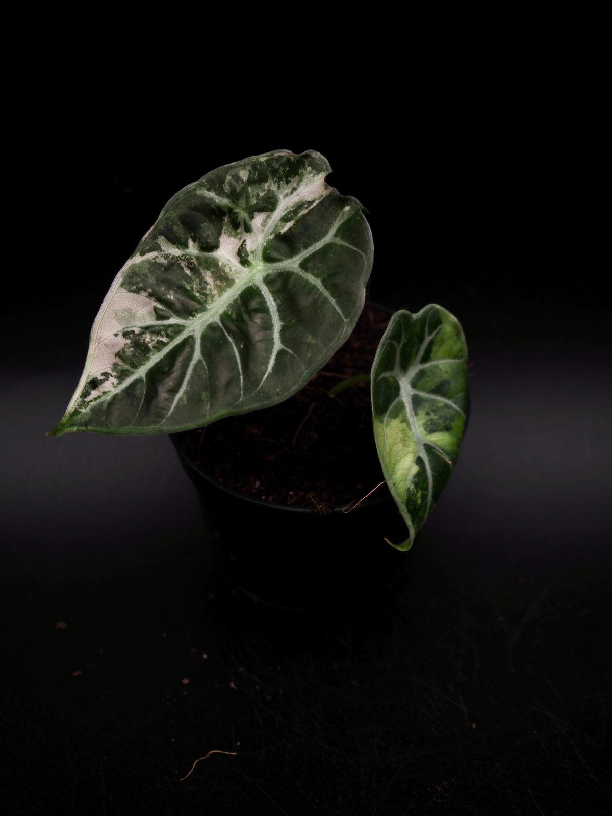 Alocasia Watsoniana Doff Albo/Pink