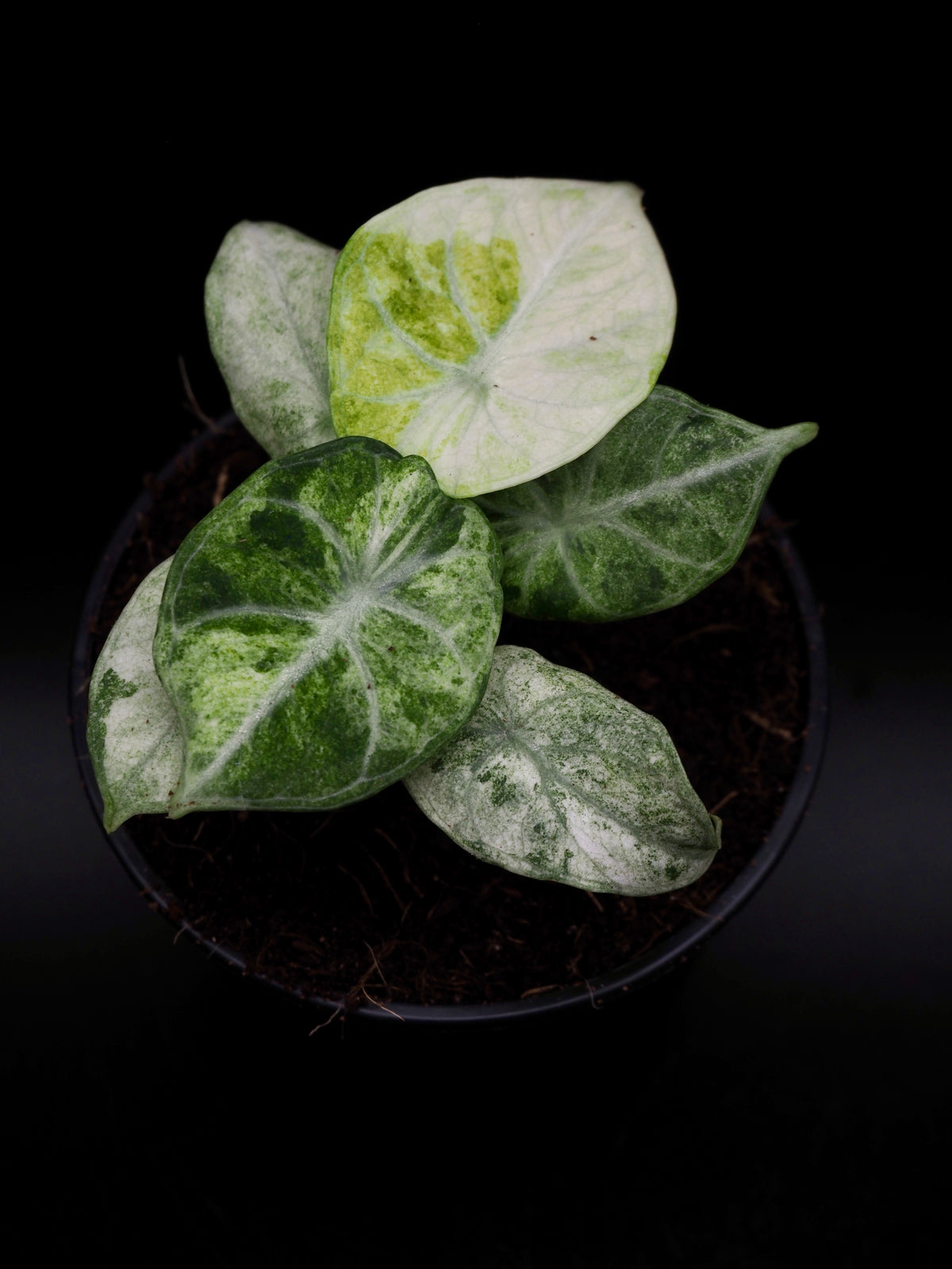 Alocasia Ninja Tricolor