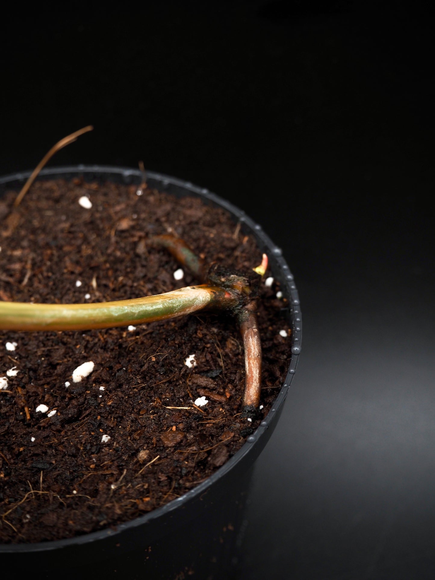 Philodendron Atabapoense Pink