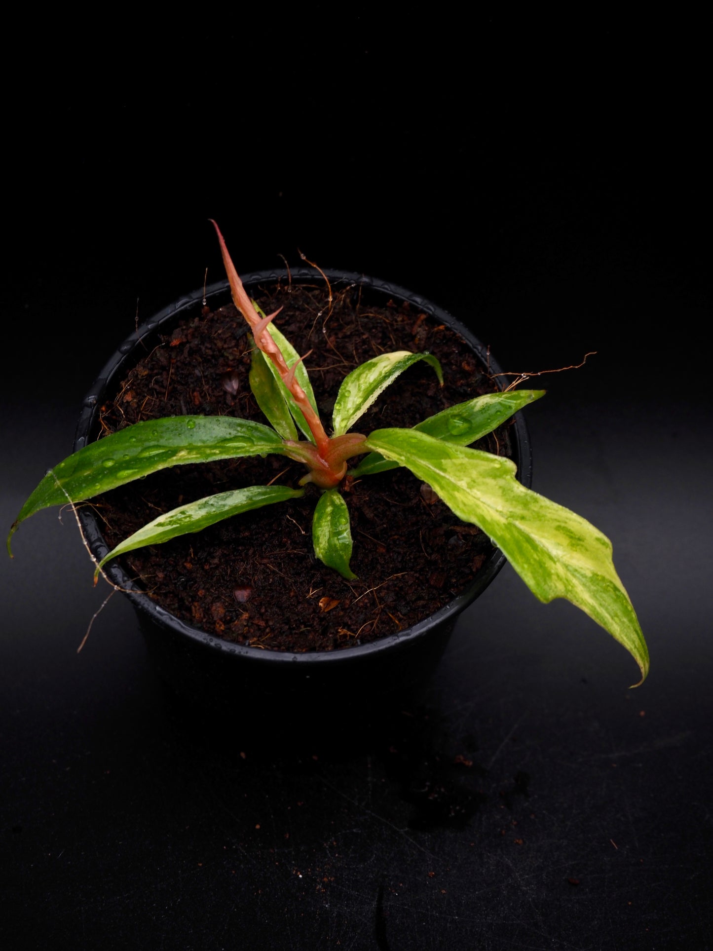 Philodendron Tortum Aurea