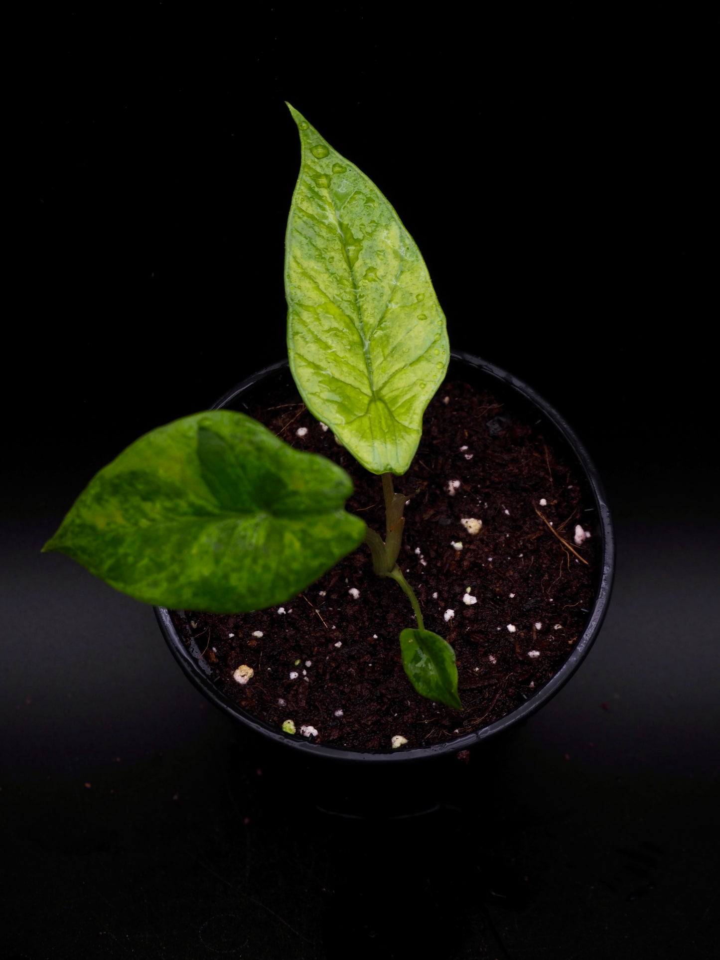 Alocasia Scalprum Aurea