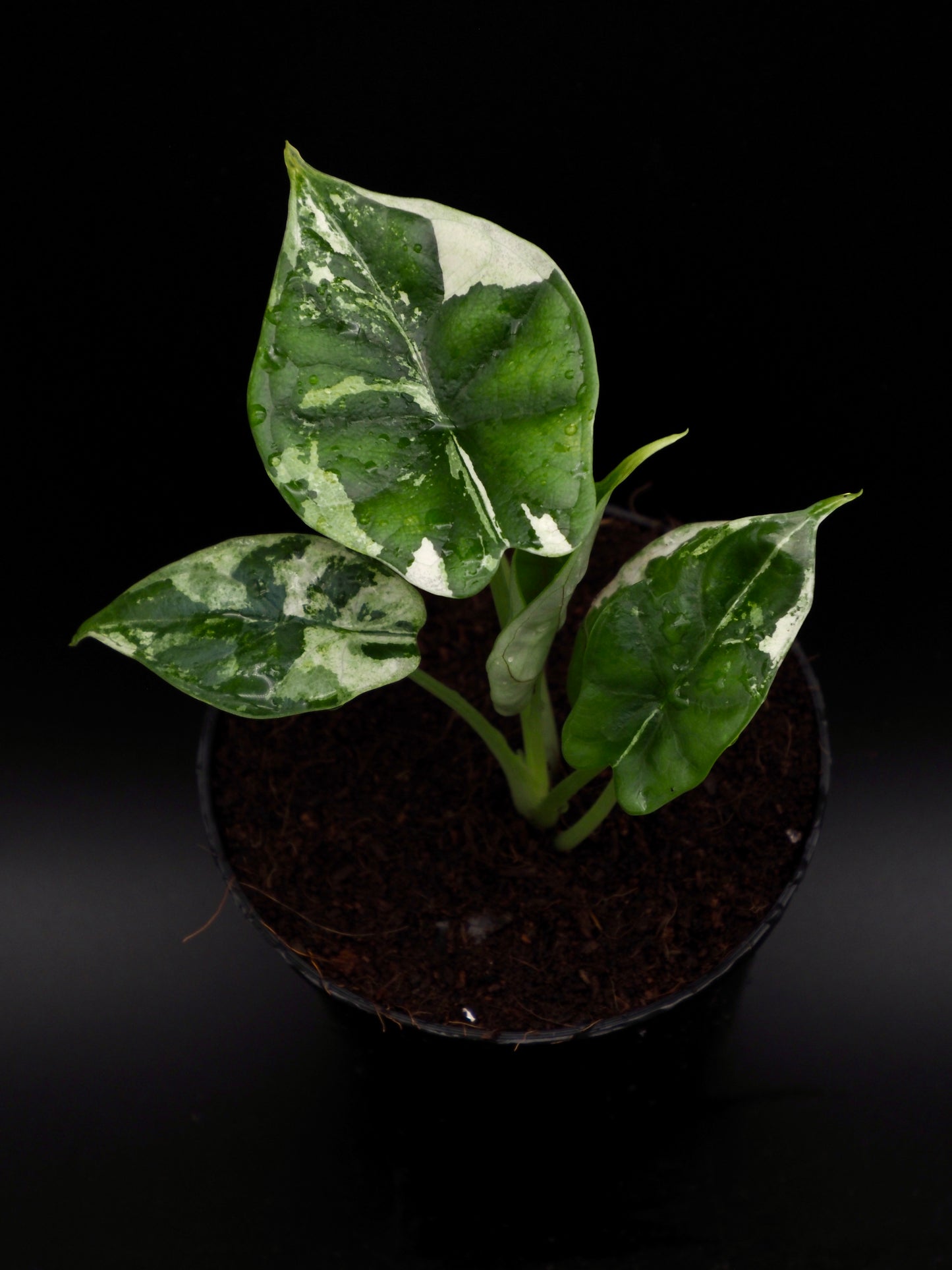 Alocasia Dragon Scale Albo Variegata