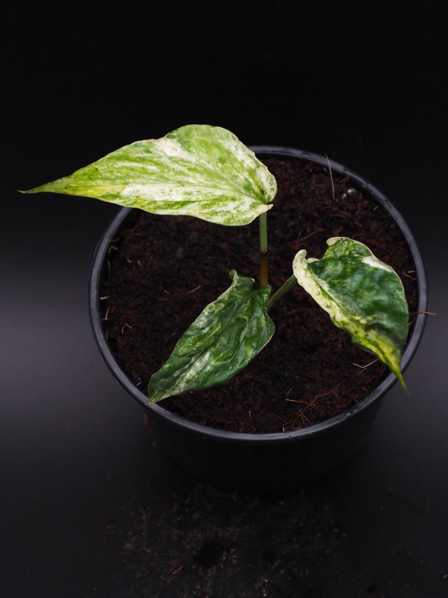 Amydrium Zippelianum Variegata