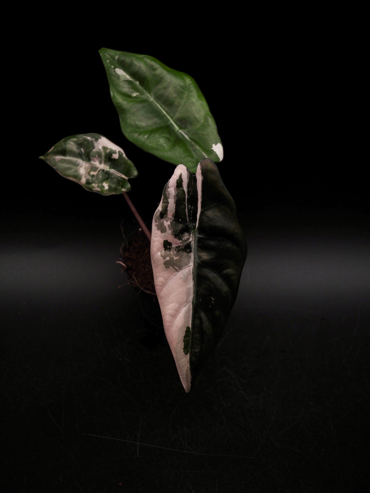 Alocasia Chantrieri Pink Variegata