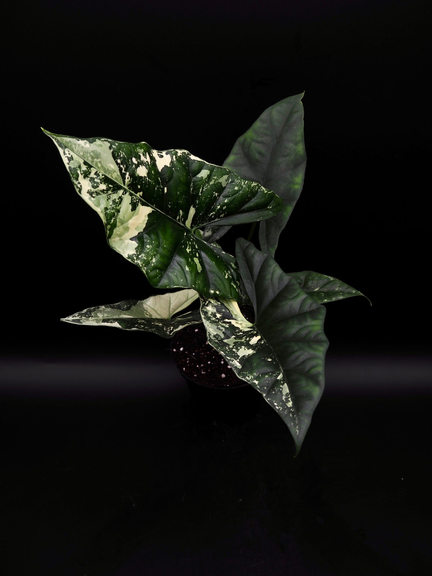 Alocasia Simpo Albo