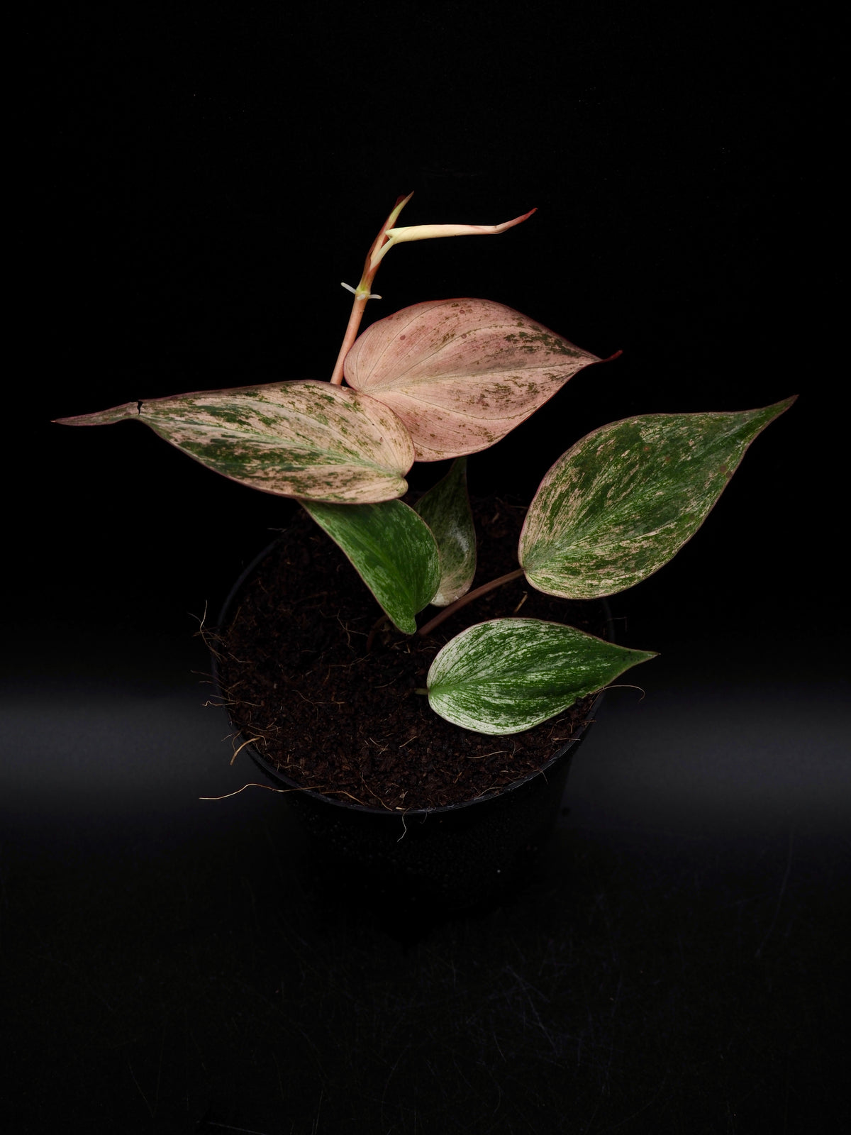Philodendron Micans Pink Variegata
