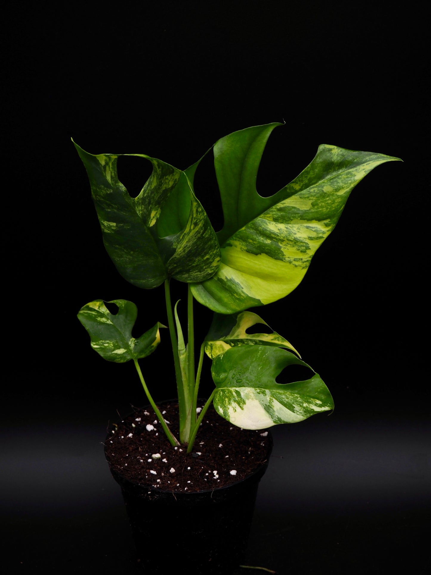 Rhaphidophora Tetrasperma Aurea Variegata