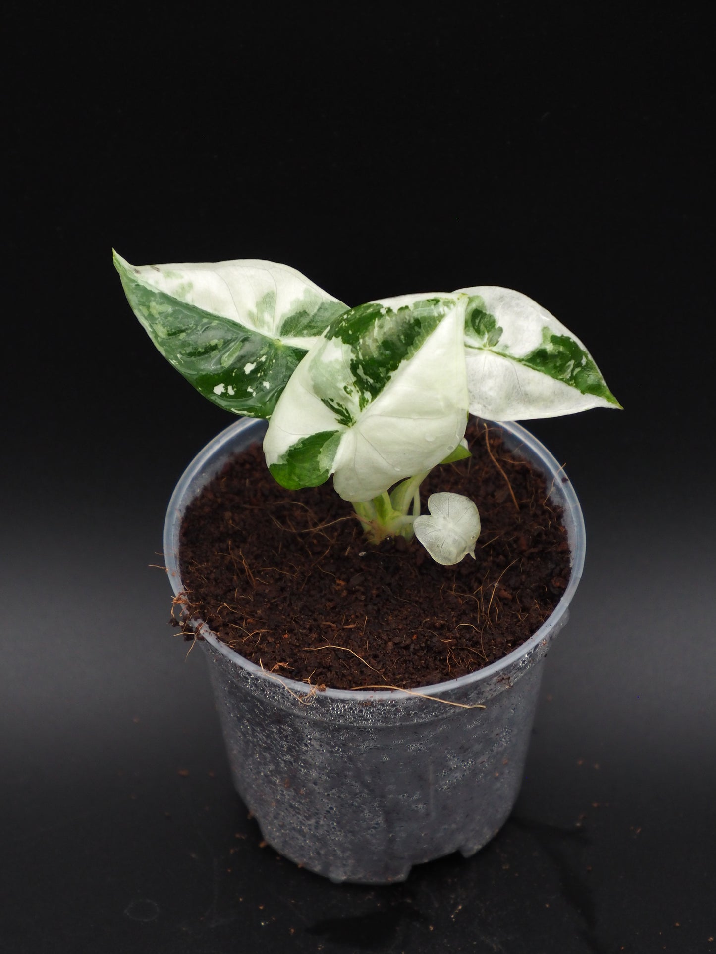 Alocasia Frydek Variegata