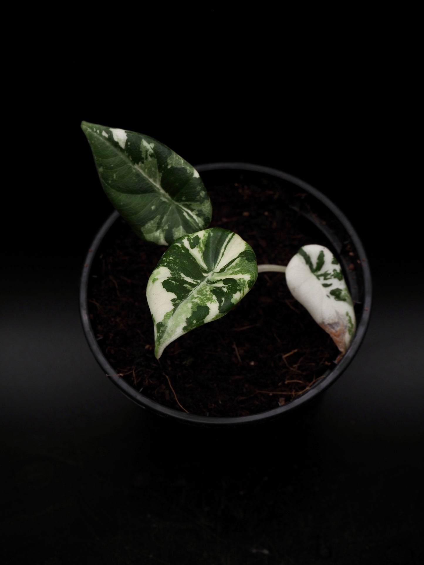 Alocasia Maharani Albo Variegata