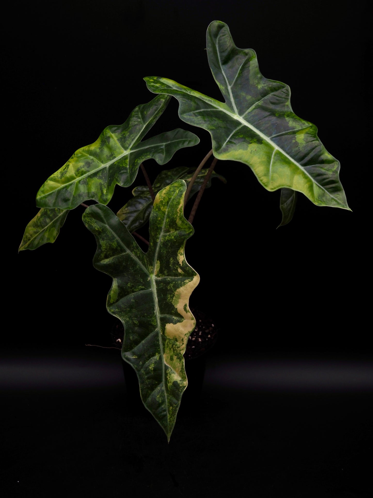 Alocasia Pseudo Sanderian Aurea Variegata