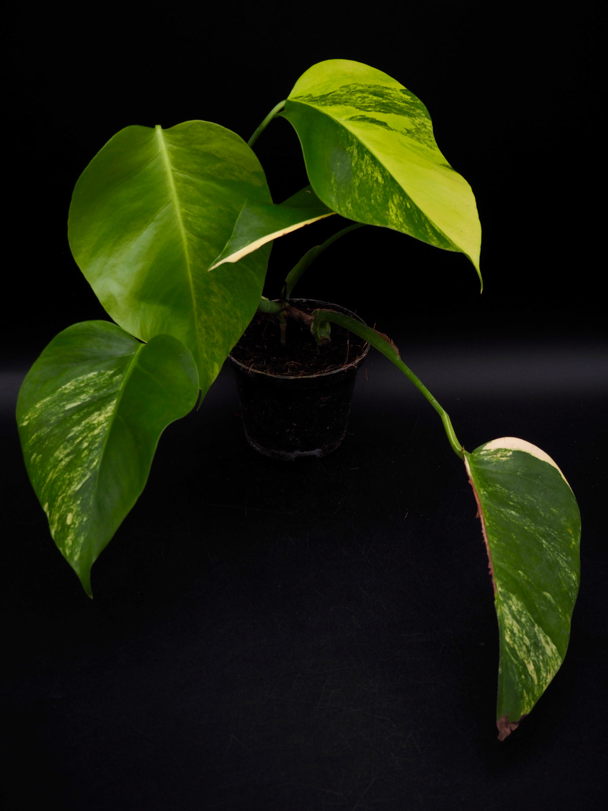 Monstera Borsigiana Aurea Variegata