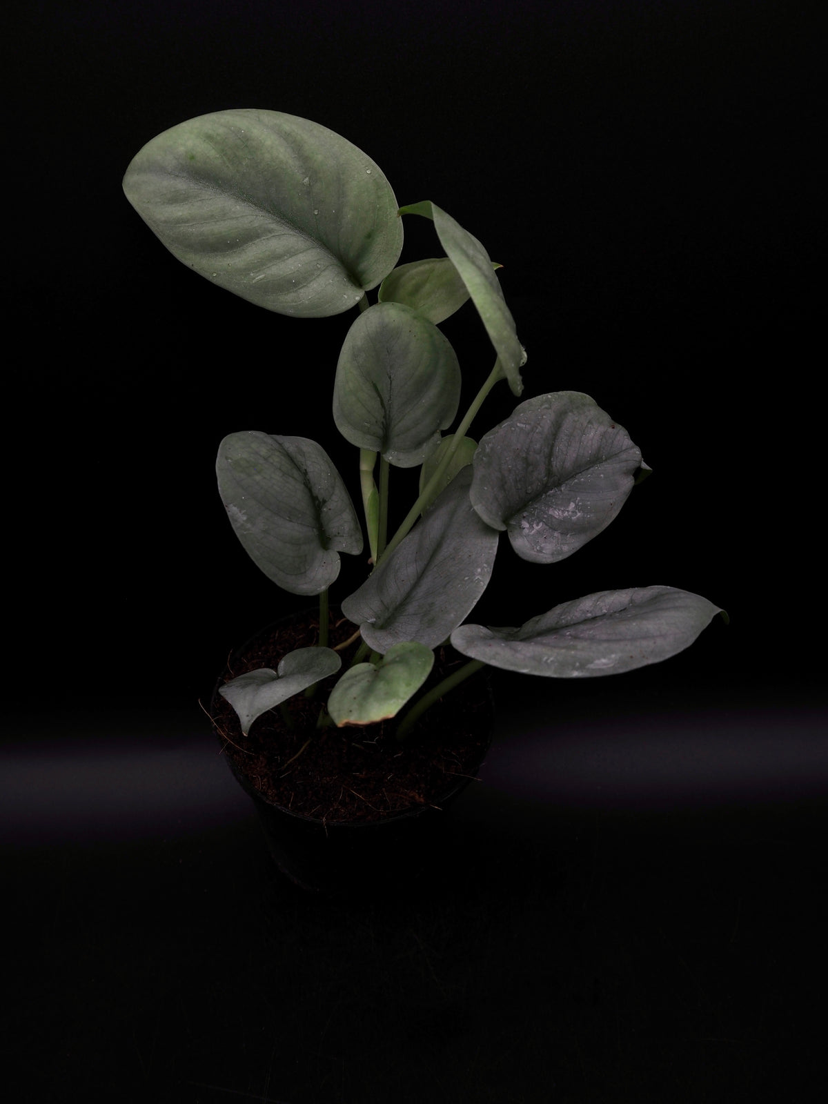 Scindapsus Platinum