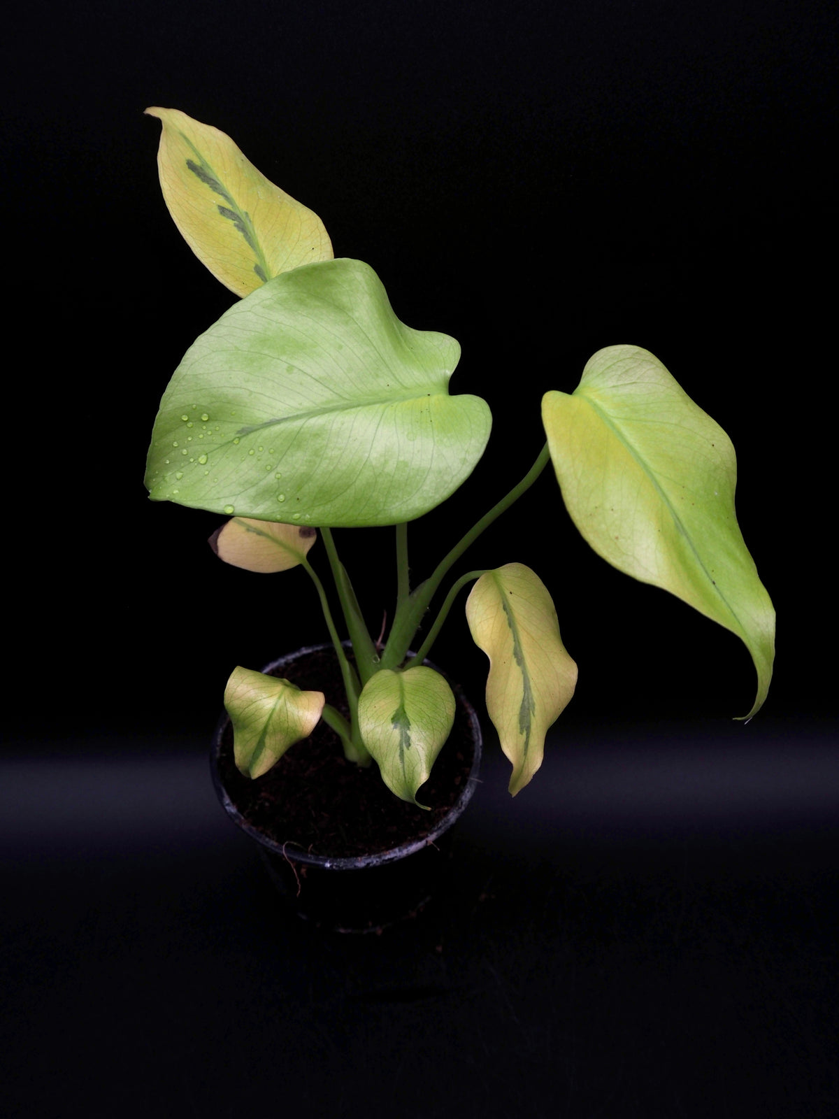Monstera Deliciosa Mutation Noid