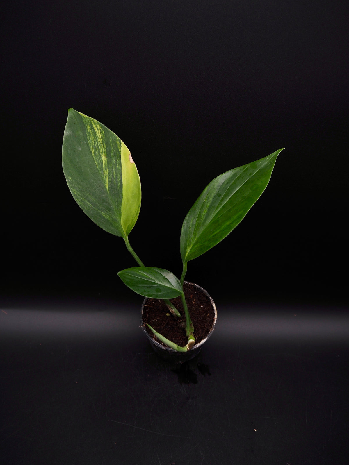Rhaphidophora Decursiva Aurea Variegata