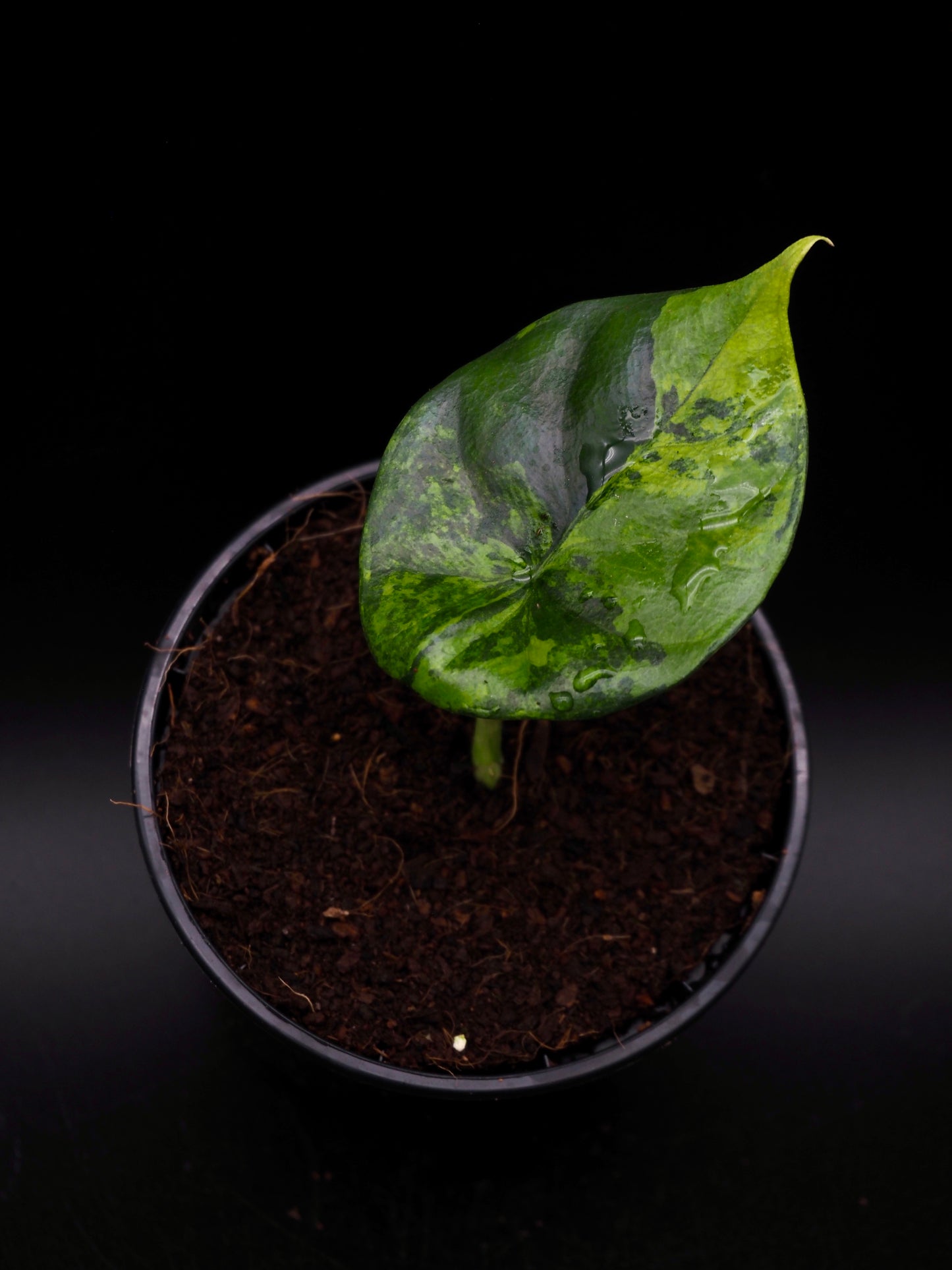 Alocasia Sinuata Aurea