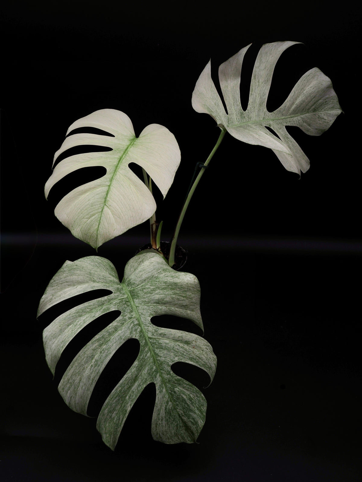 Monstera Jungle Full Mint