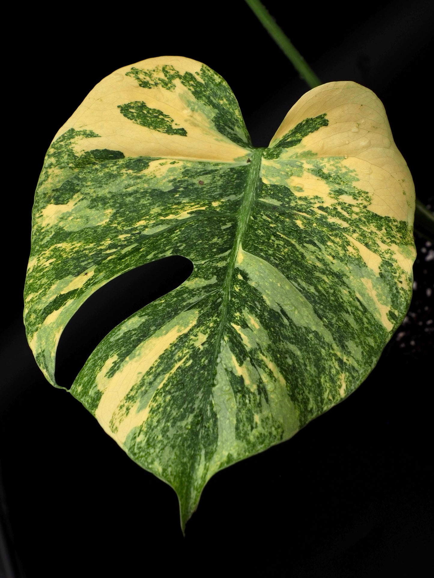 Monstera Thai Constellation Legacy