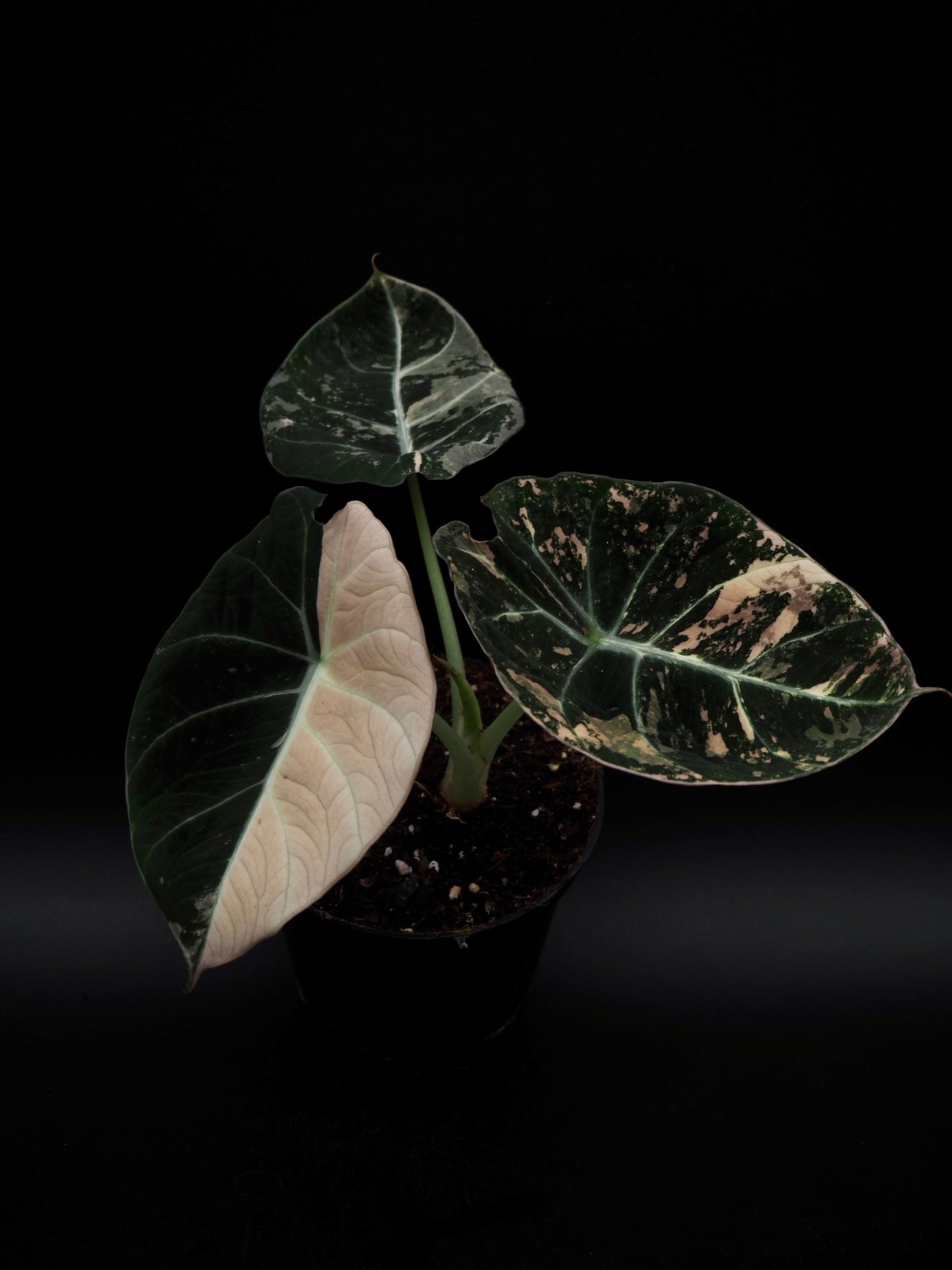 Alocasia Noir Velours Rose