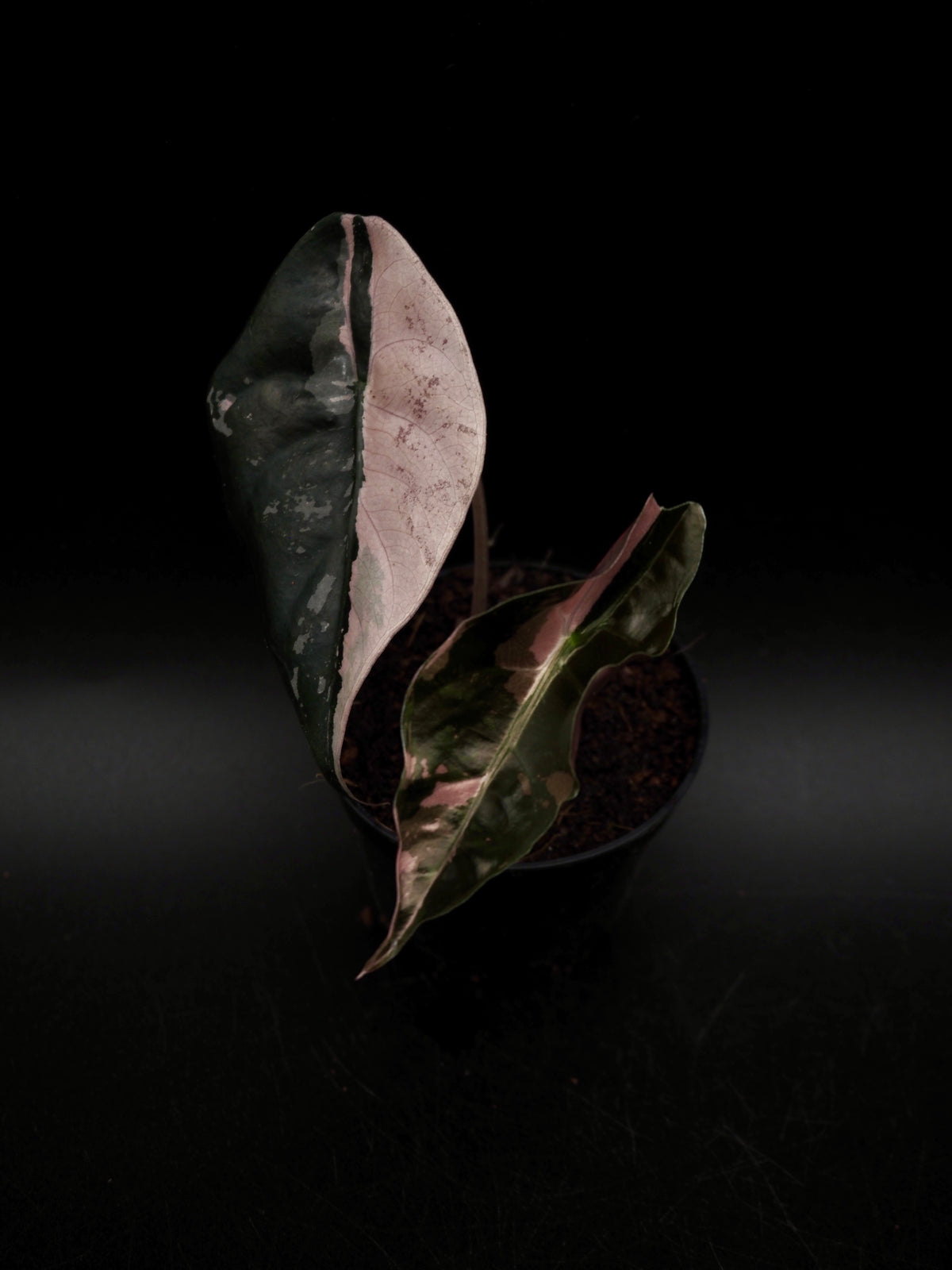 Alocasia Chantrieri Pink Variegata