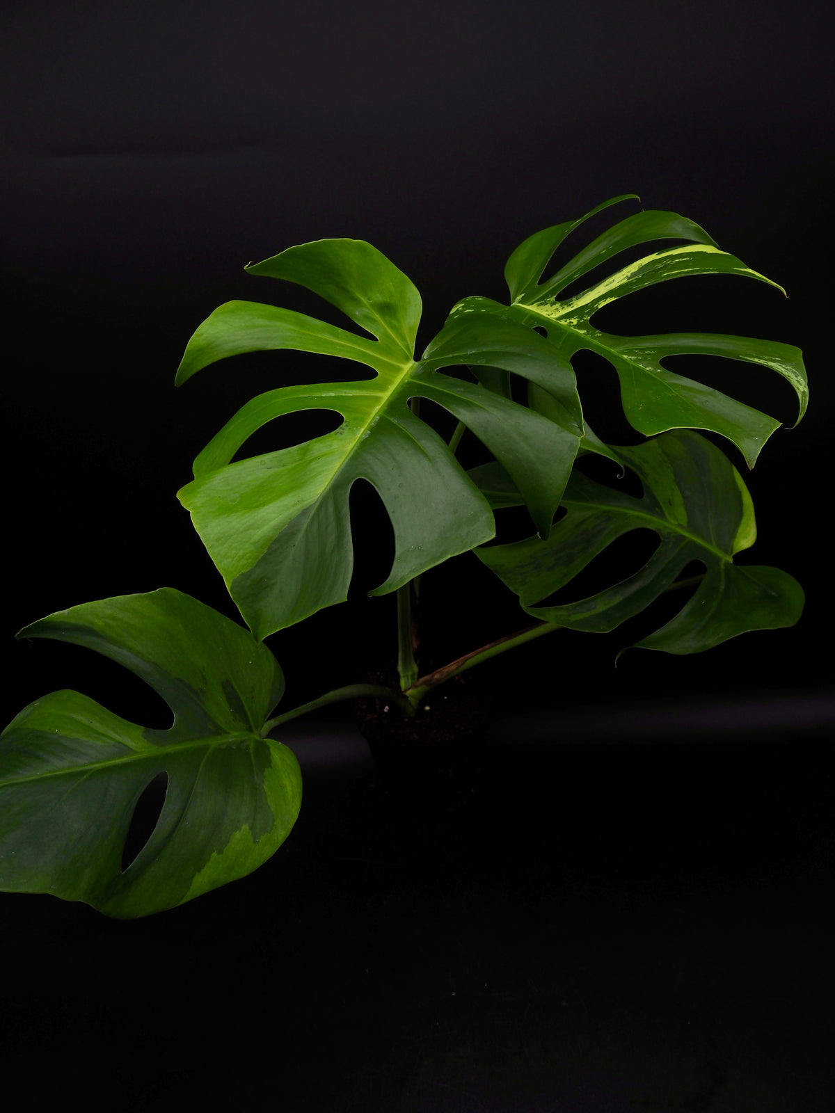 Monstera Light Lime