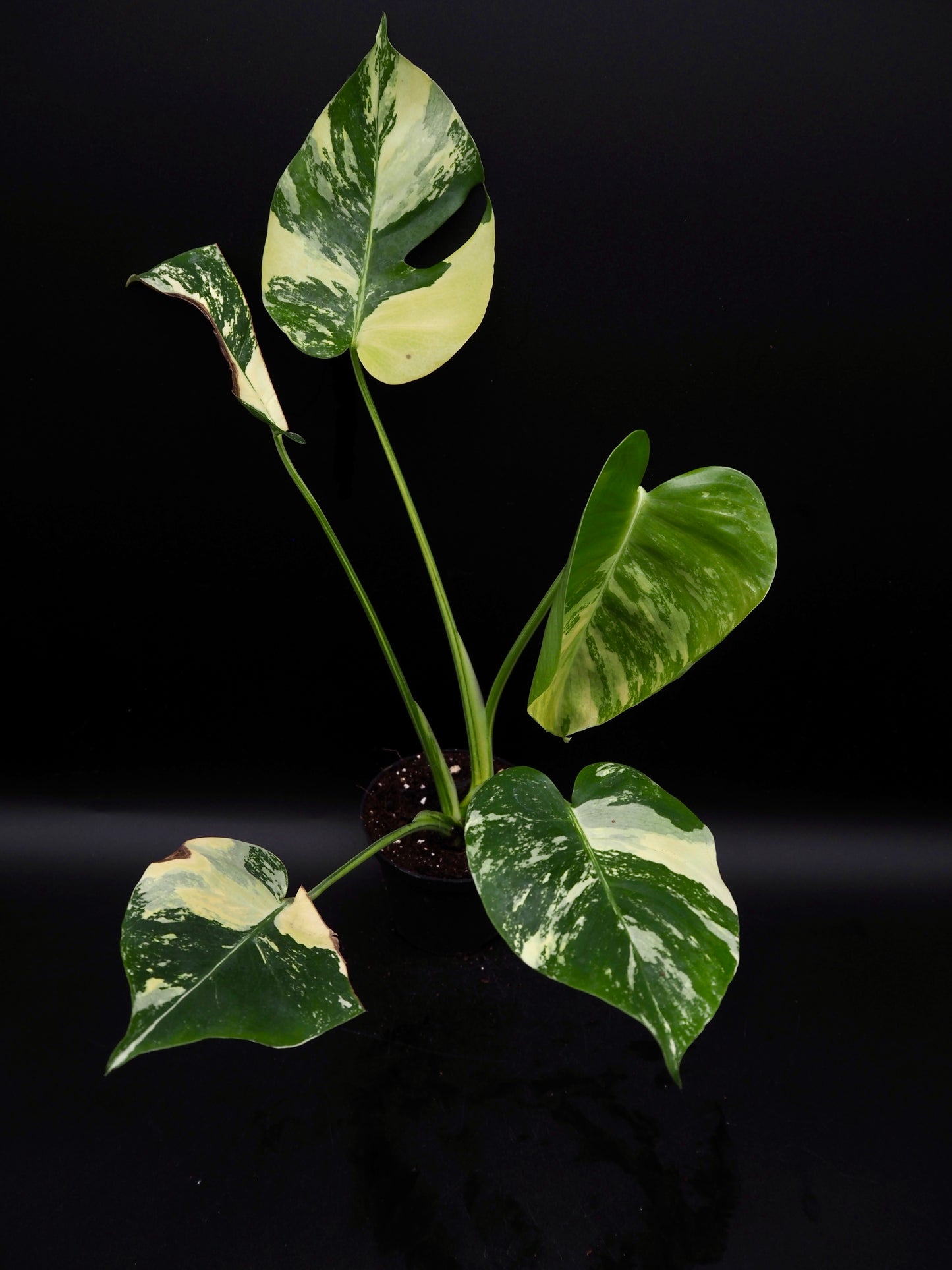 Monstera Deliciosa Lemon Pom Pom
