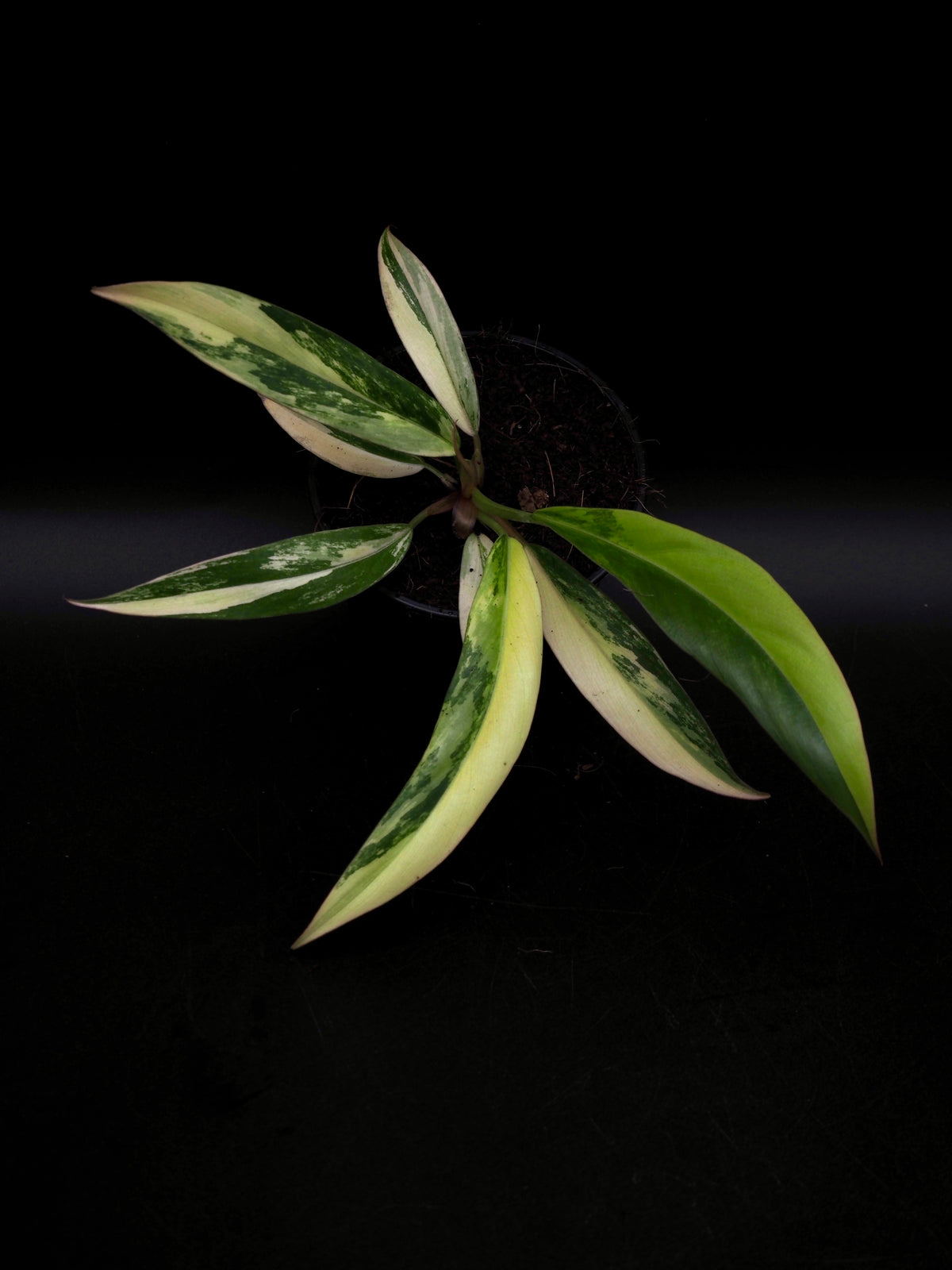 Philodendron Caramel Marble