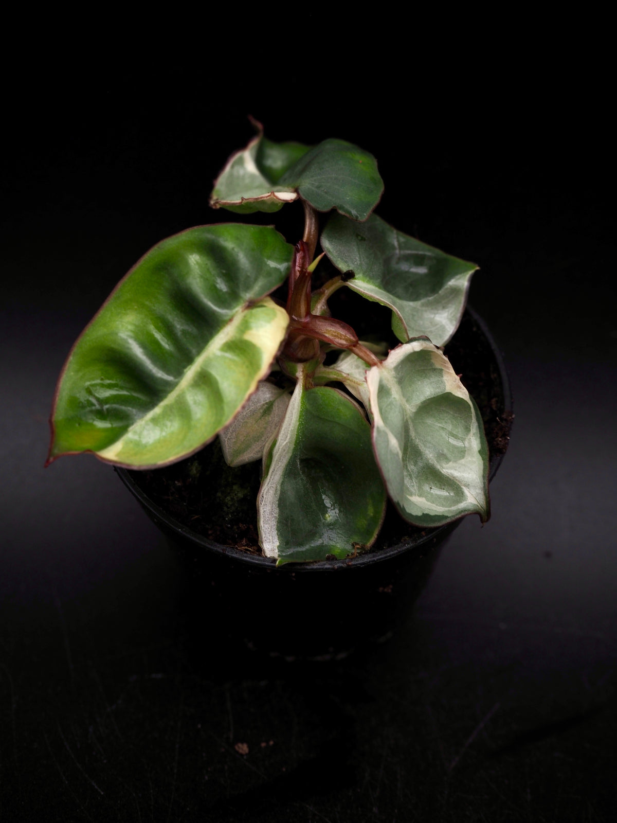 Philodendron Billietiae White Lava
