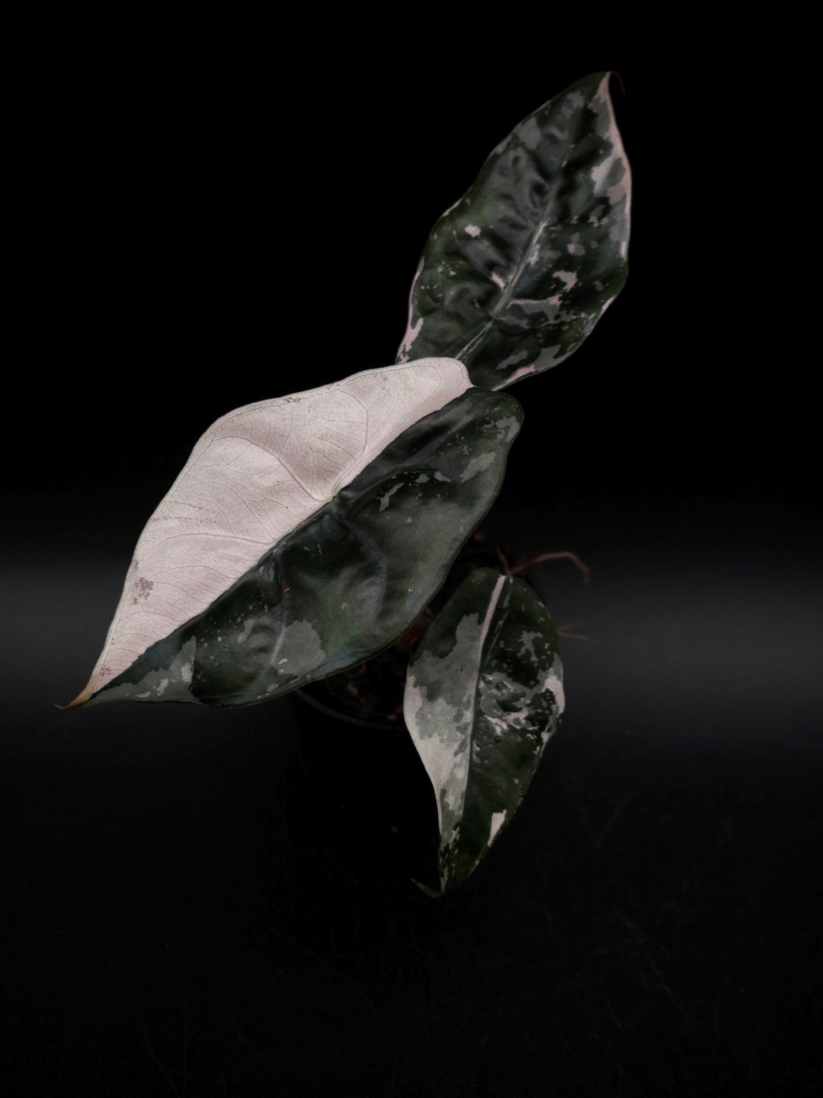 Alocasia Chantrieri Pink Variegata