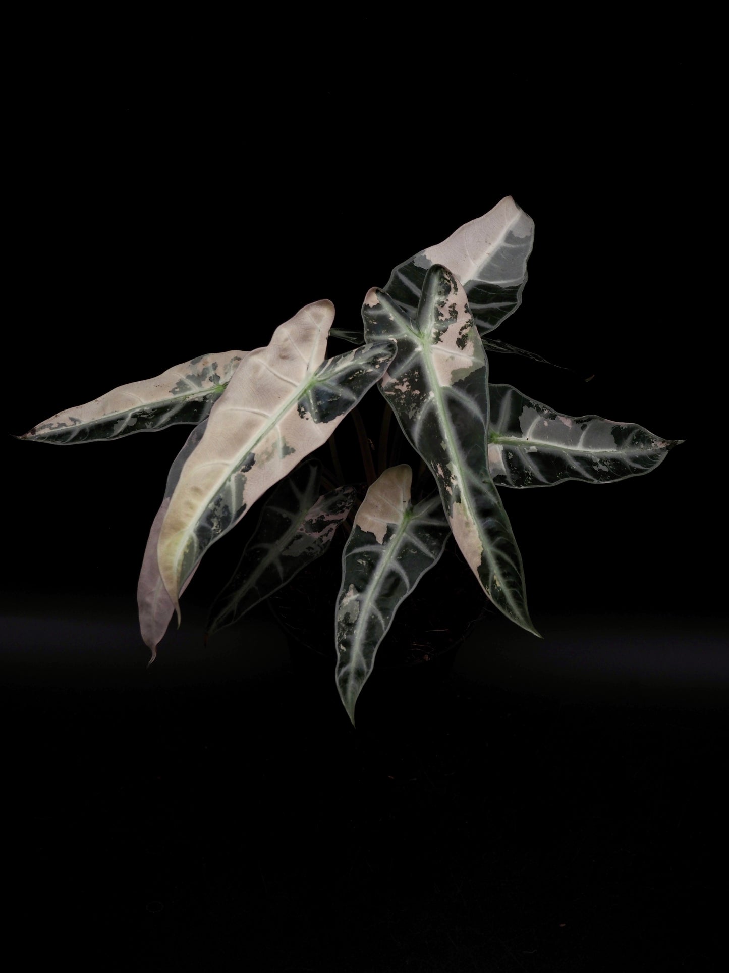 Alocasia Bambino Pink XXL