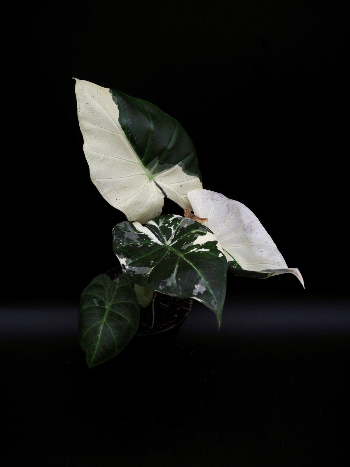 Alocasia Regal Shield Albo