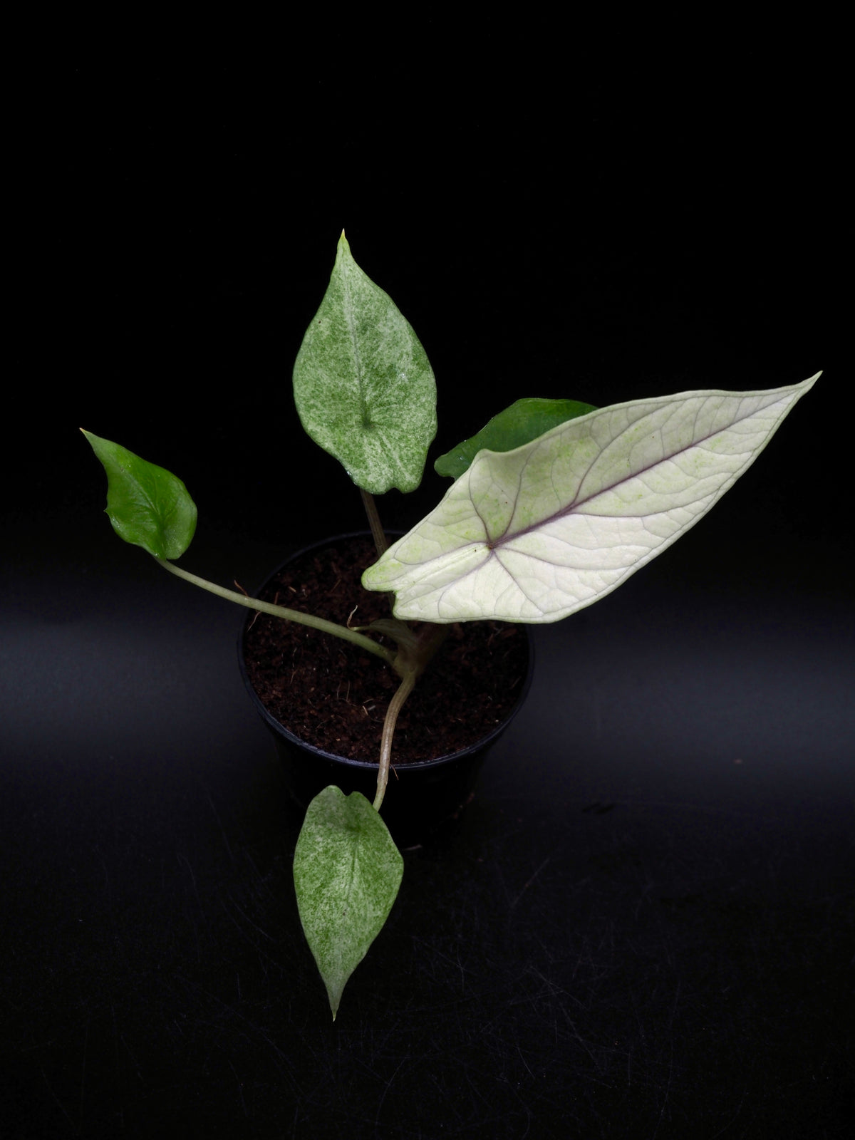 Alocasia Scalprum Mint