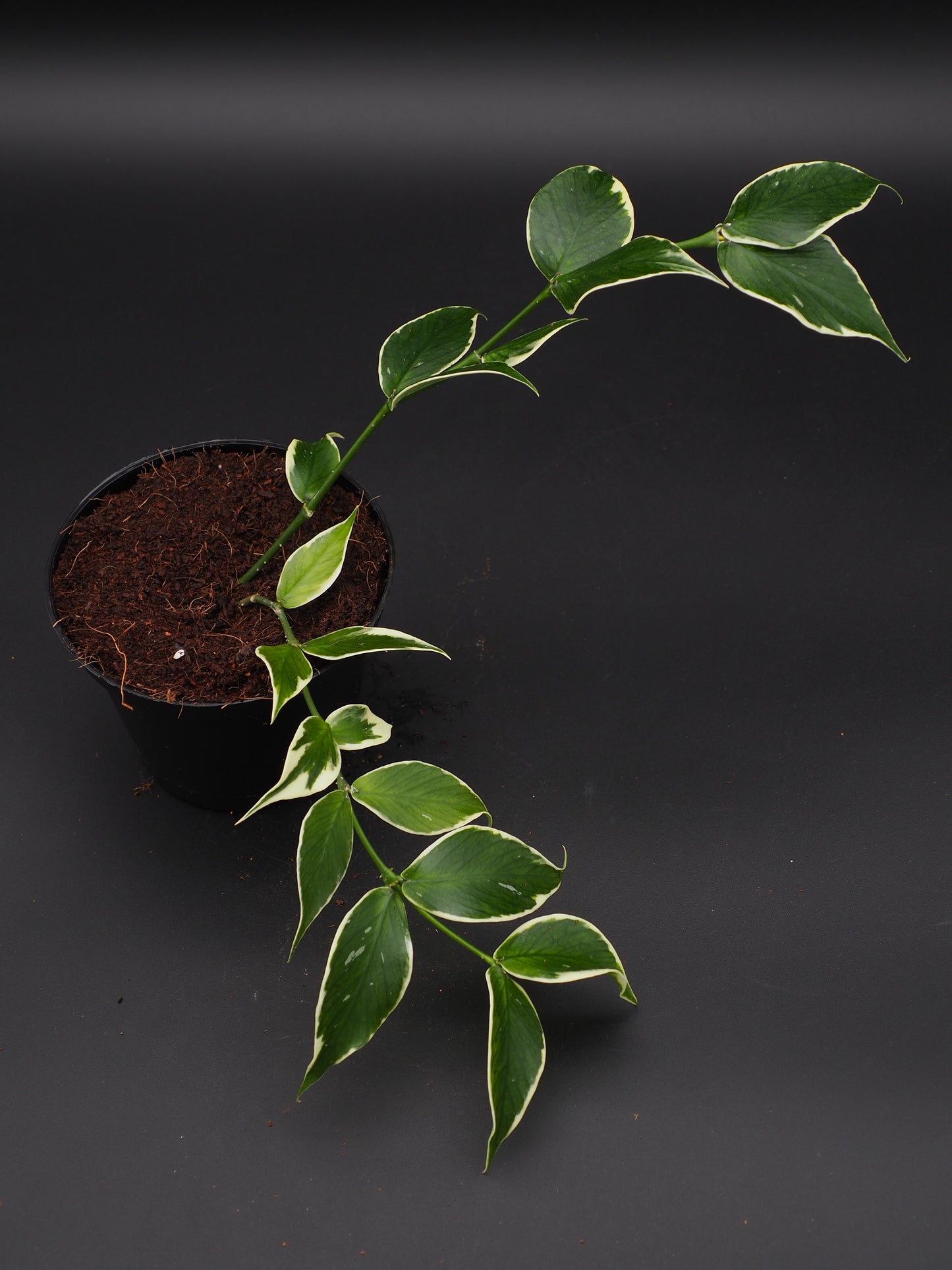 Hoya Polyneura Variegata