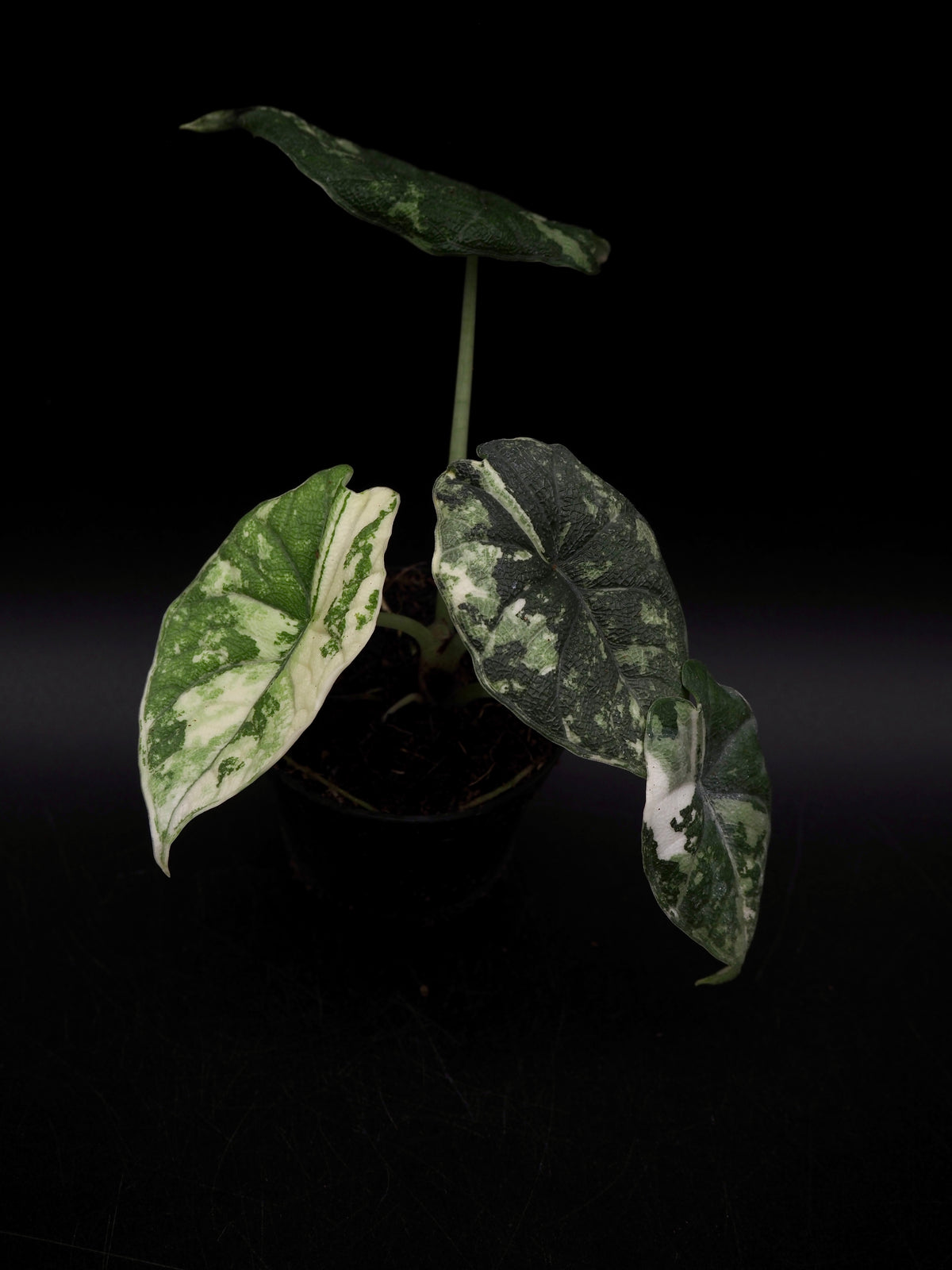 Alocasia Melo Albo Variegata