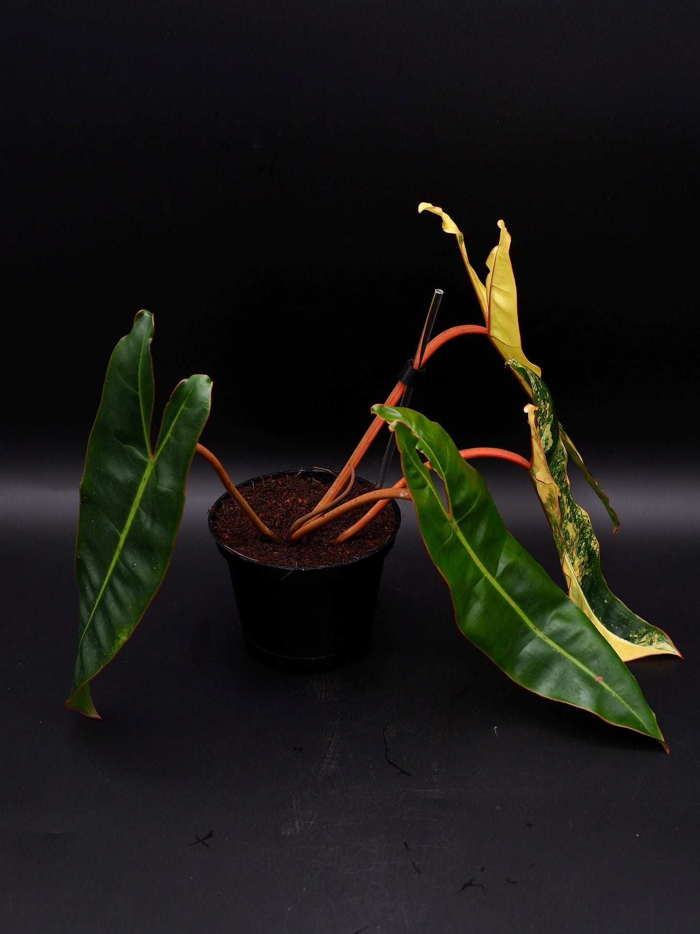 Philodendron Billietiae Variegata