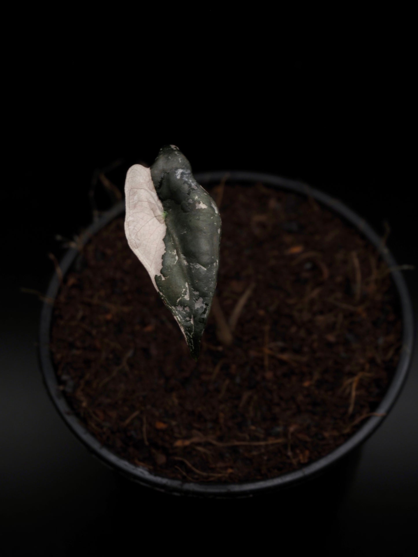 Alocasia Nobilis Pink