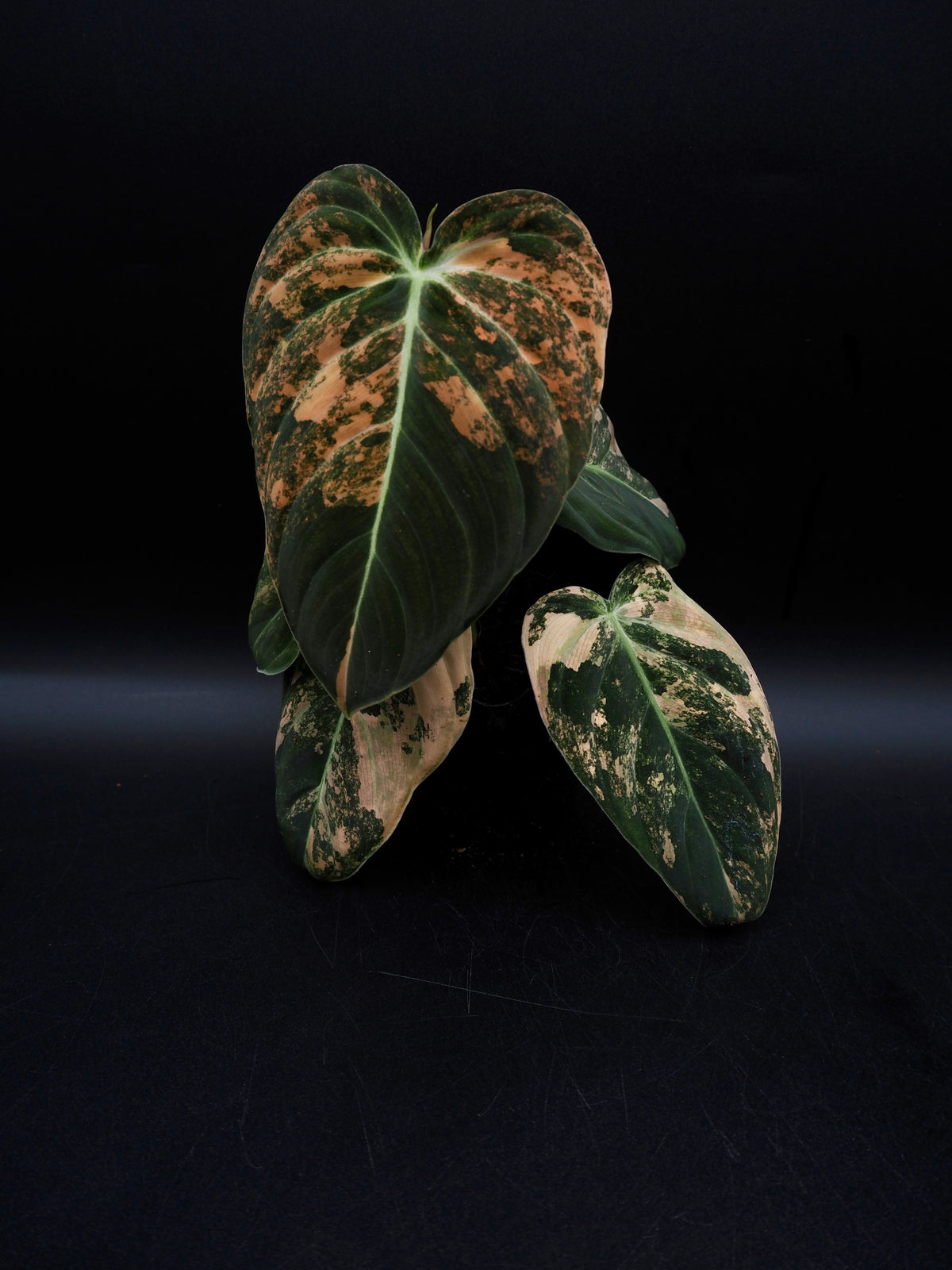 Philodendron Melanochrysum Bonfire