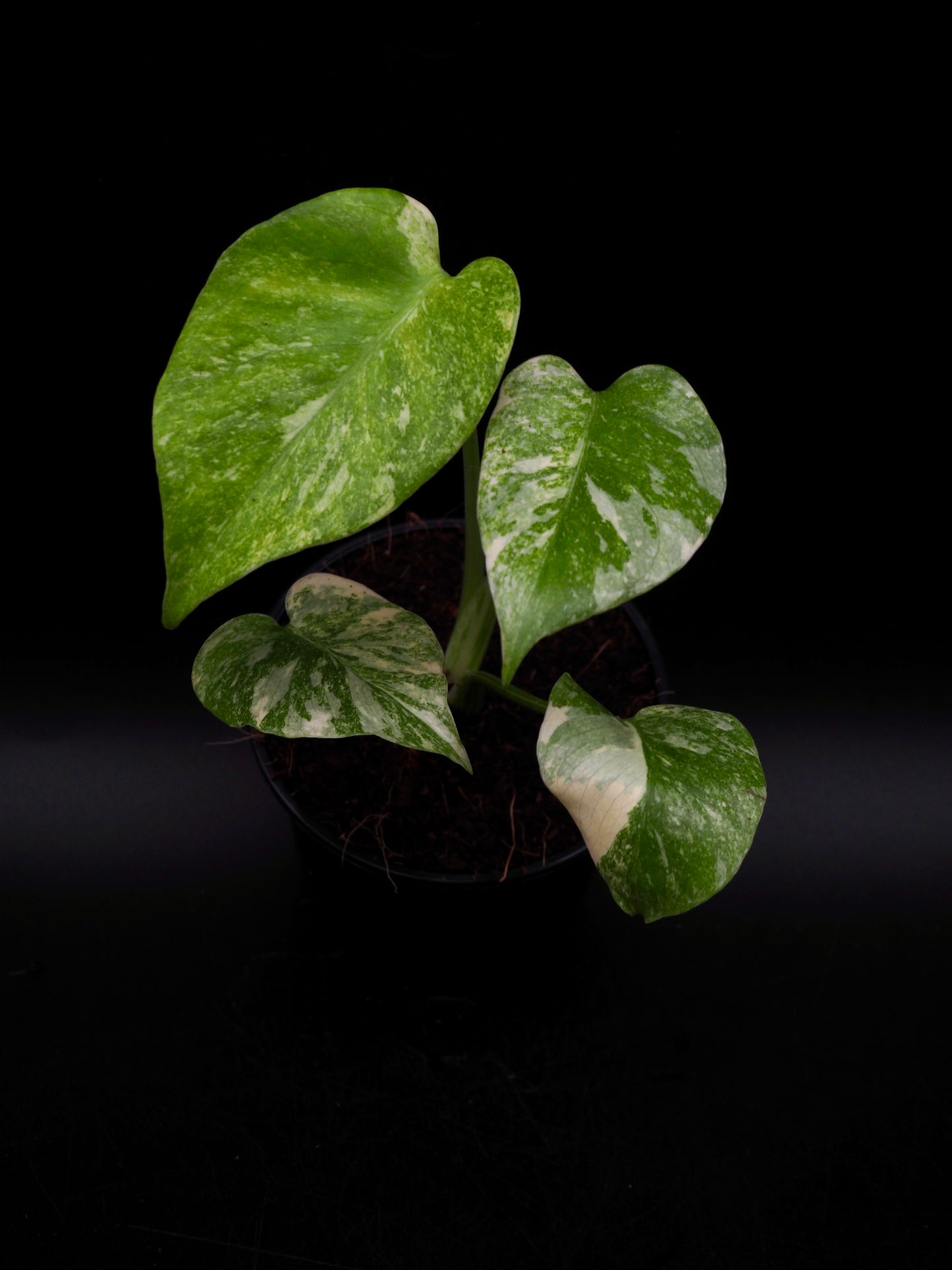 Monstera Thai Constellation Legacy