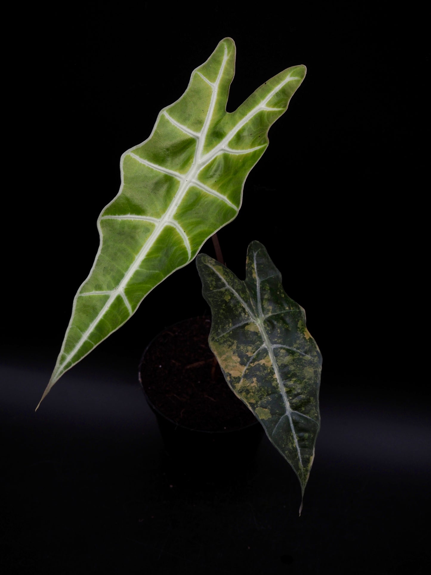 Alocasia Sanderiana Bull Aurea