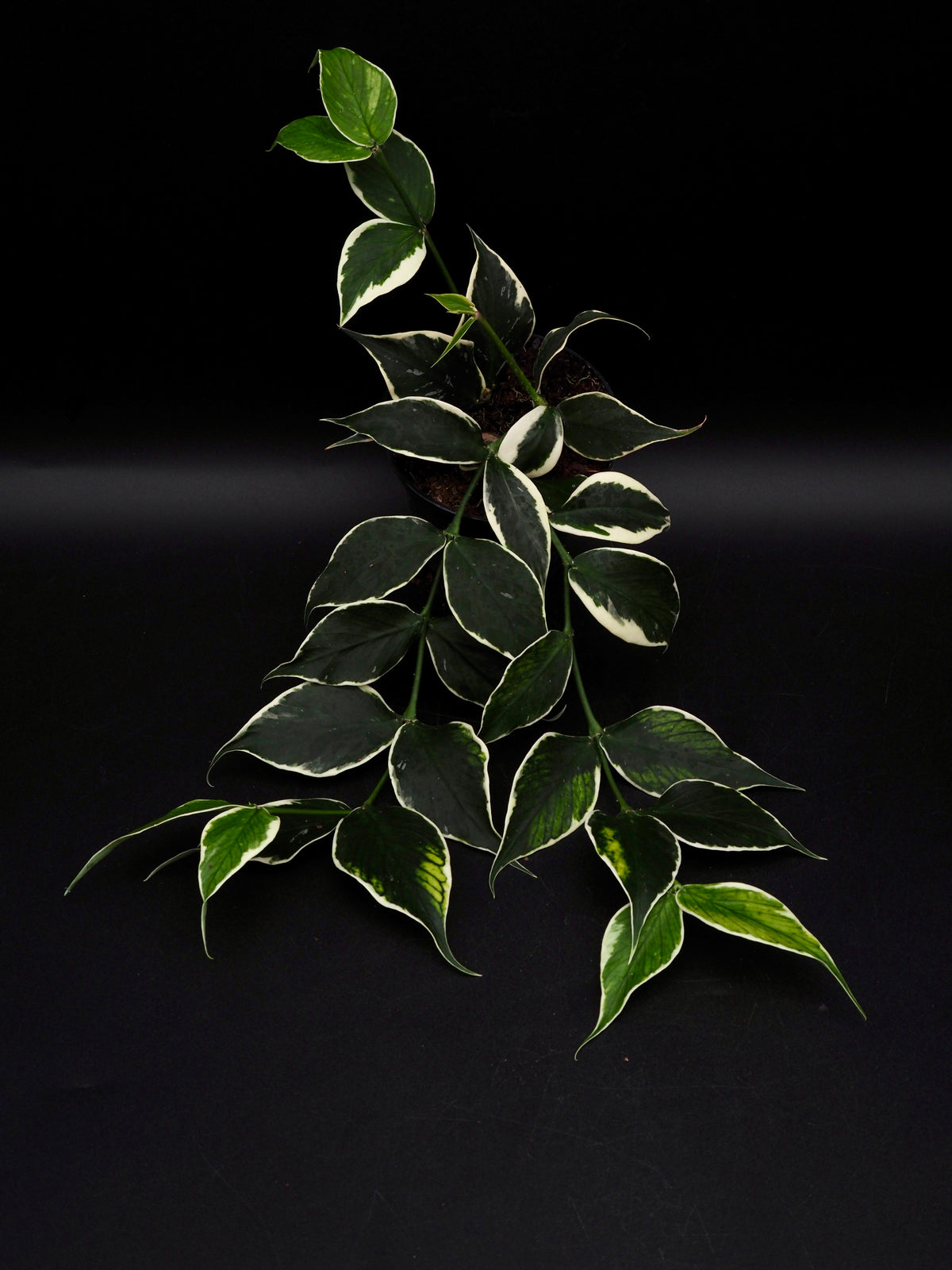 Hoya Polyneura Variegata