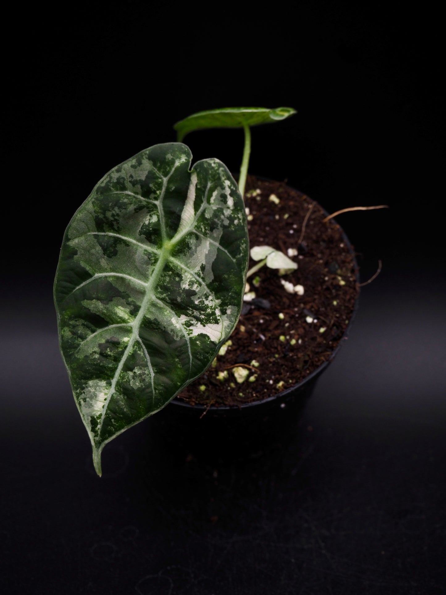 Alocasia Watsoniana Doff Albo/Pink