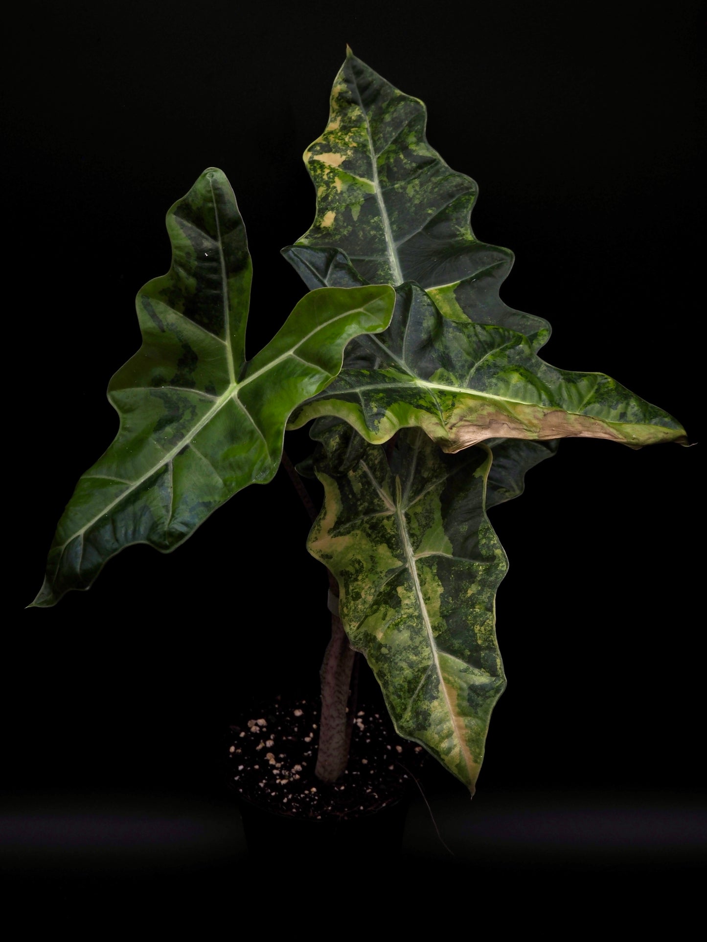 Alocasia Pseudo Sanderian Aurea Variegata