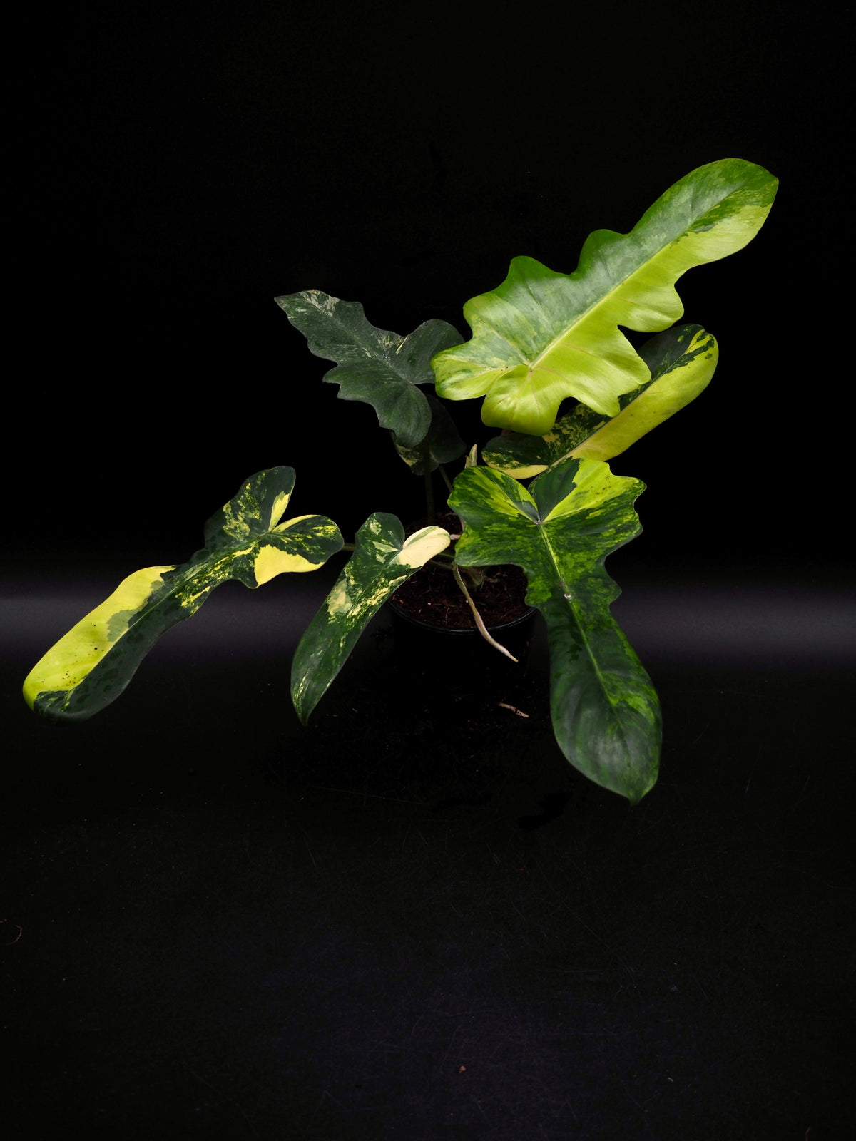 Philodendron Mayoi x Florida Beauty