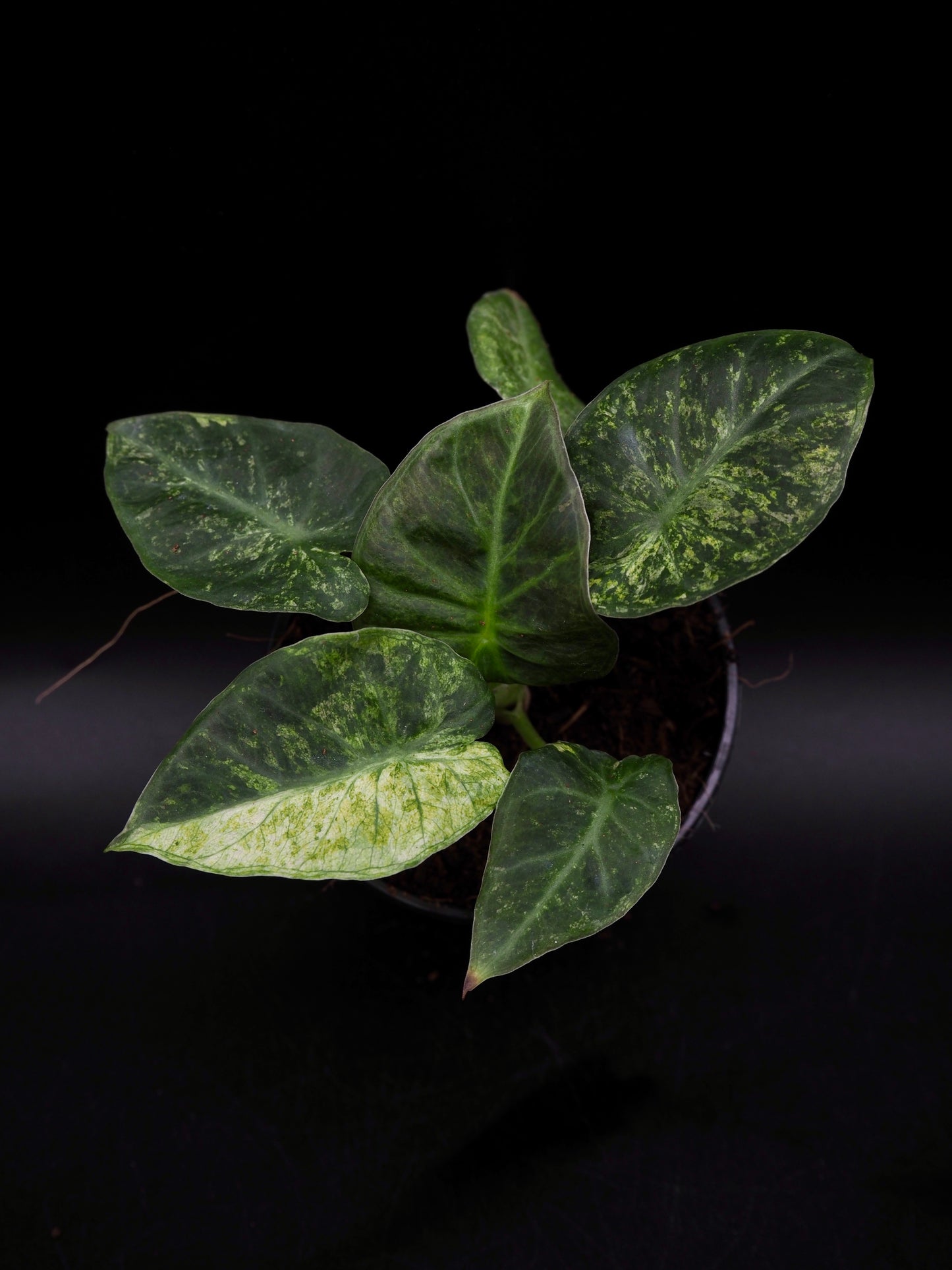 Alocasia Regal Shield Galaxy Variegata