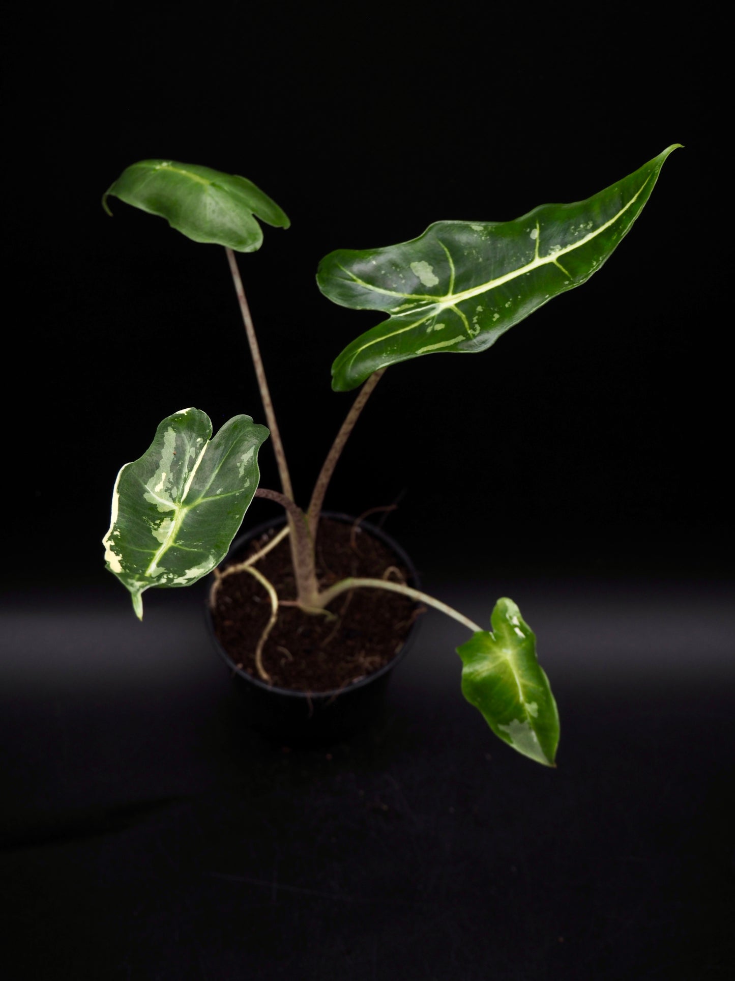 Alocasia Sarian Albo